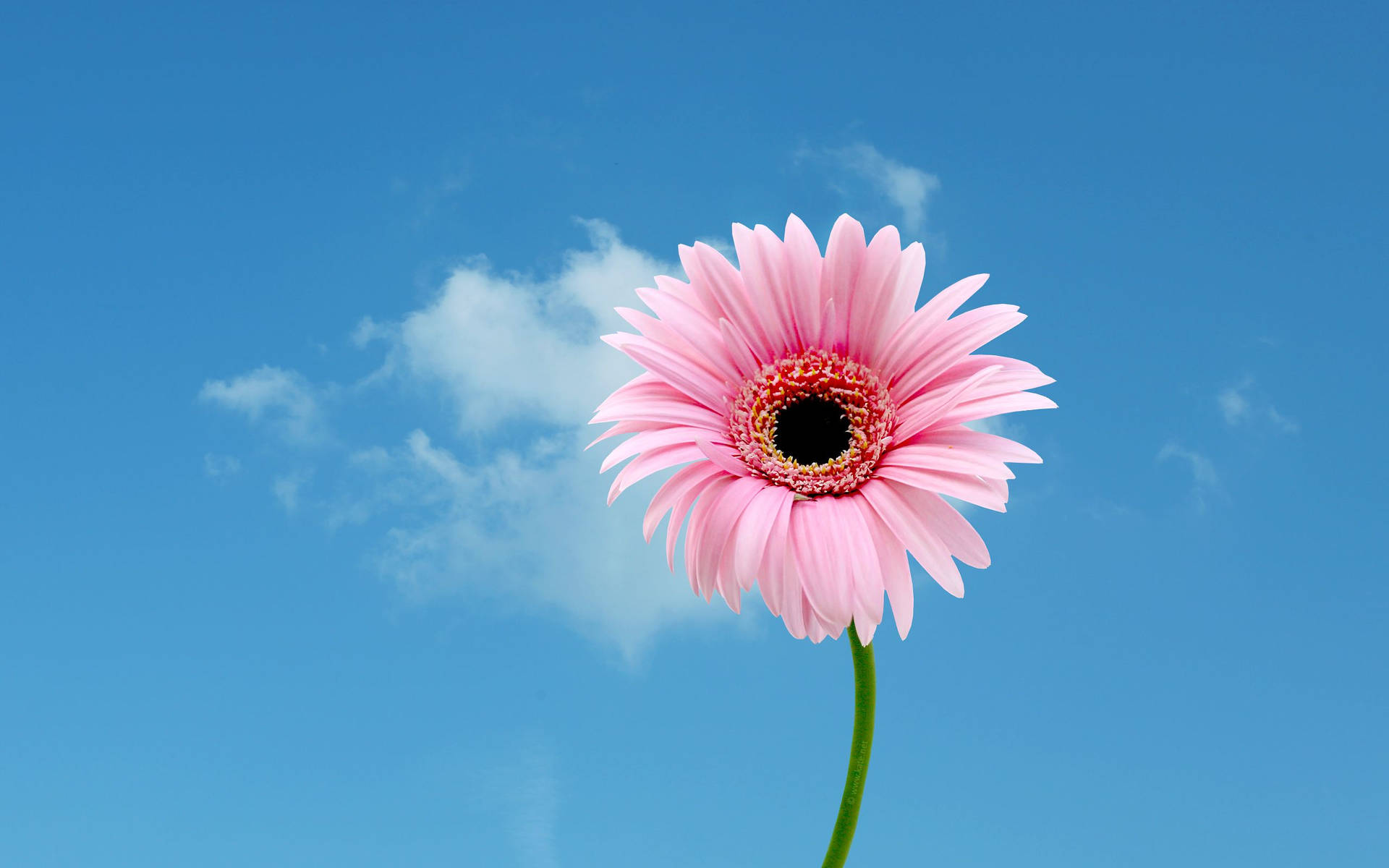 Simple Flower Wallpapers