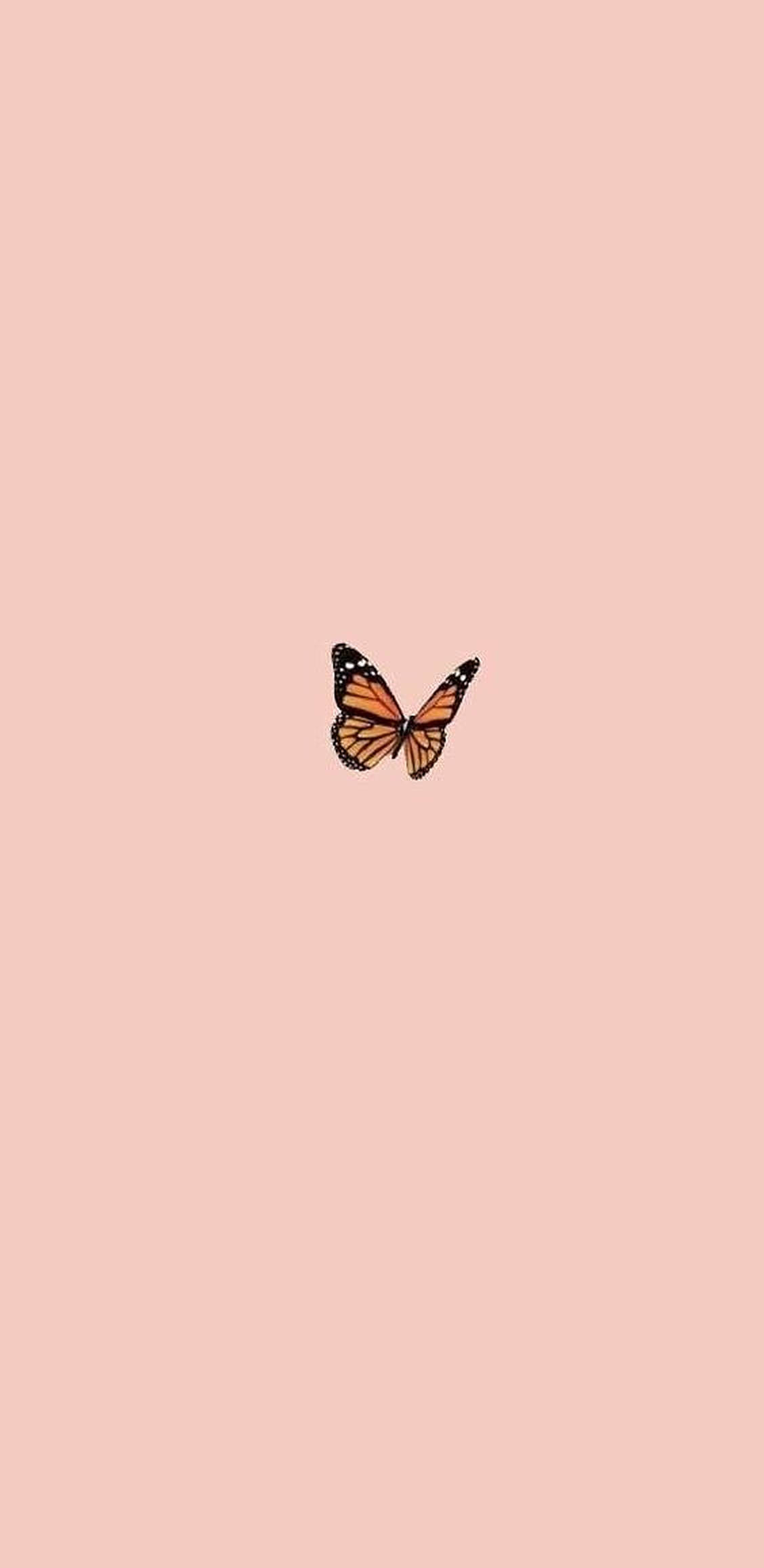 Single Butterfly Wallpapers