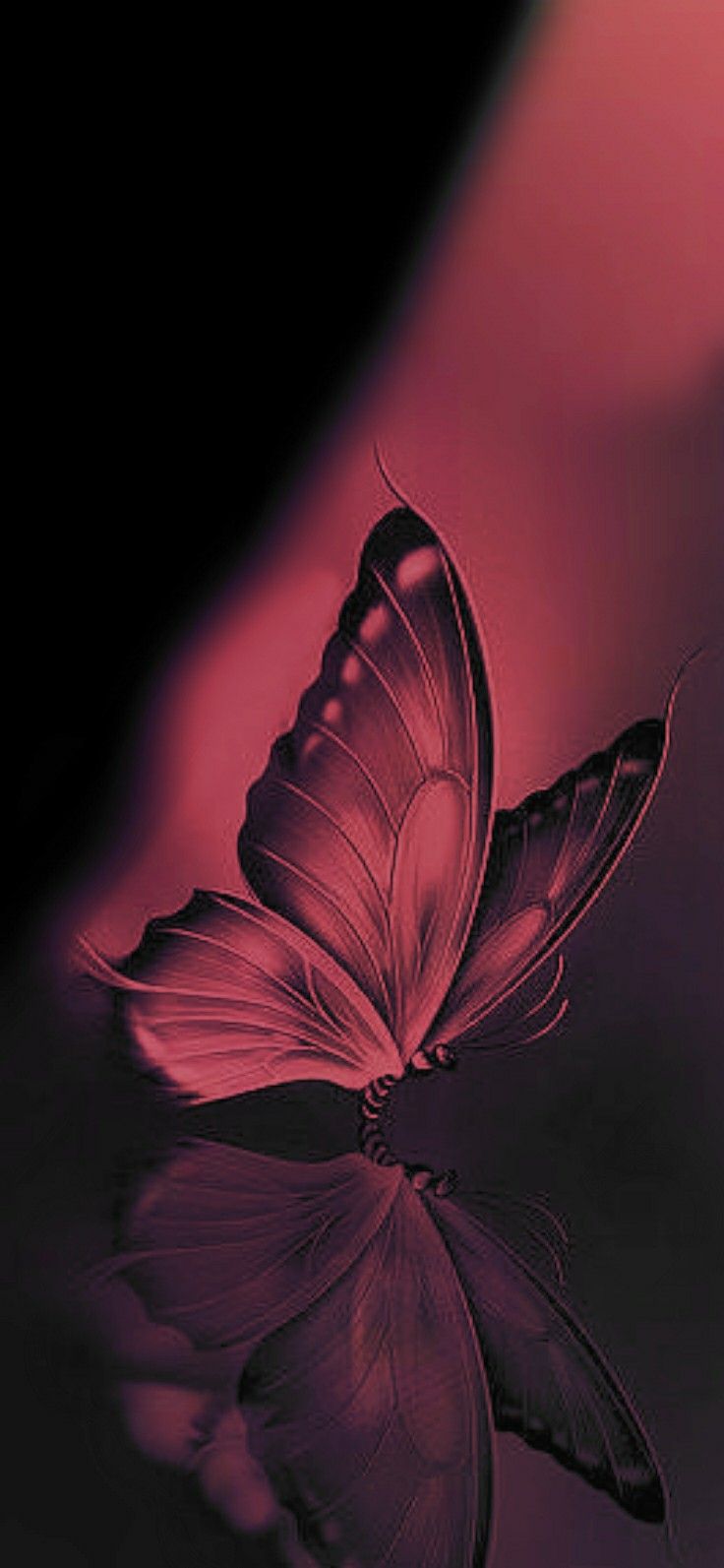 Single Butterfly Wallpapers