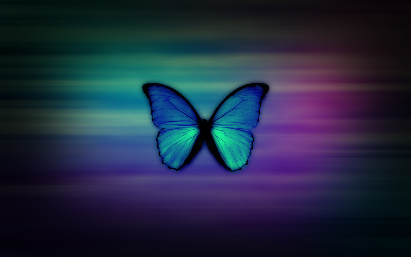 Single Butterfly Wallpapers