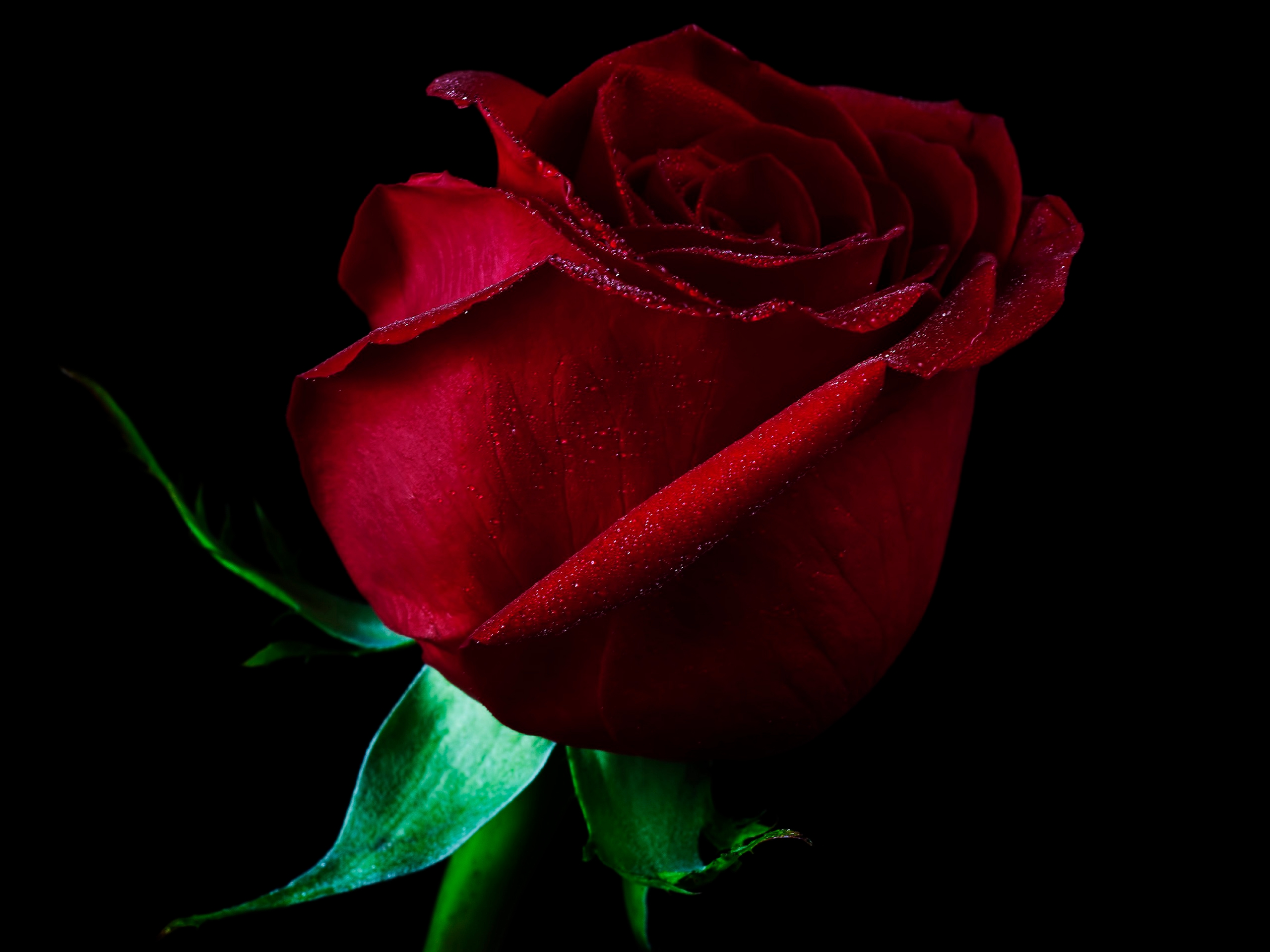 Single Rose Wallpapers