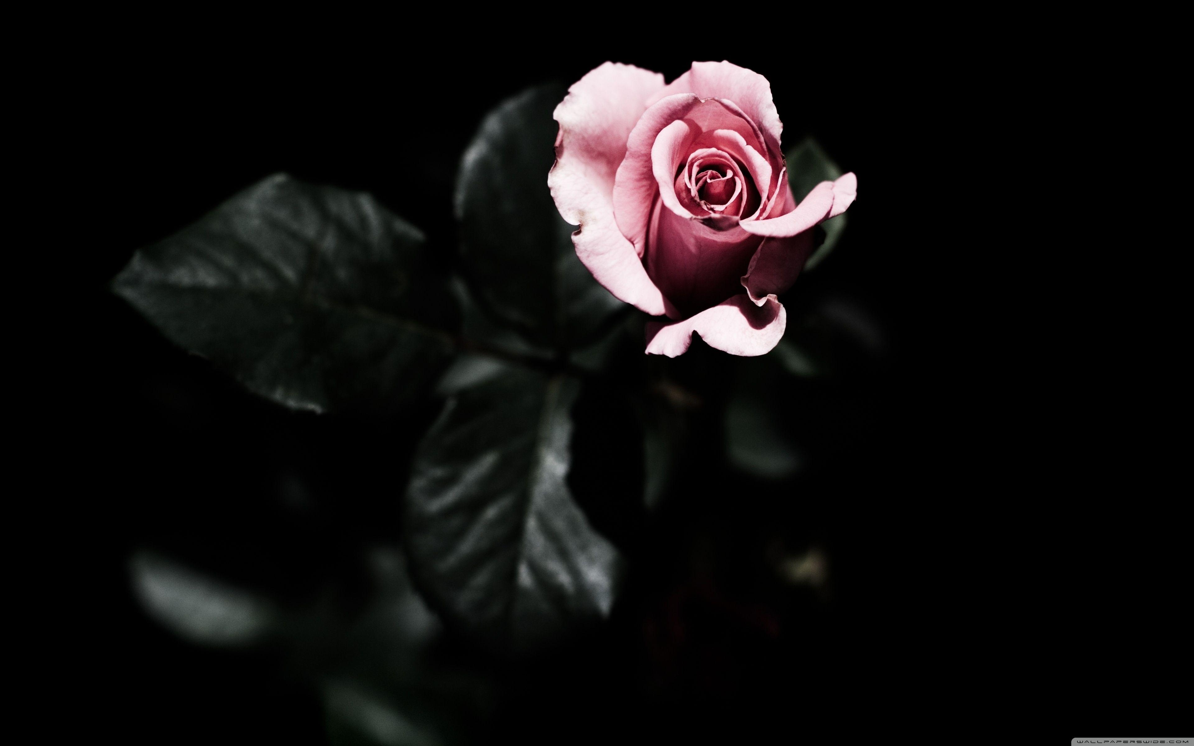 Single Rose Wallpapers