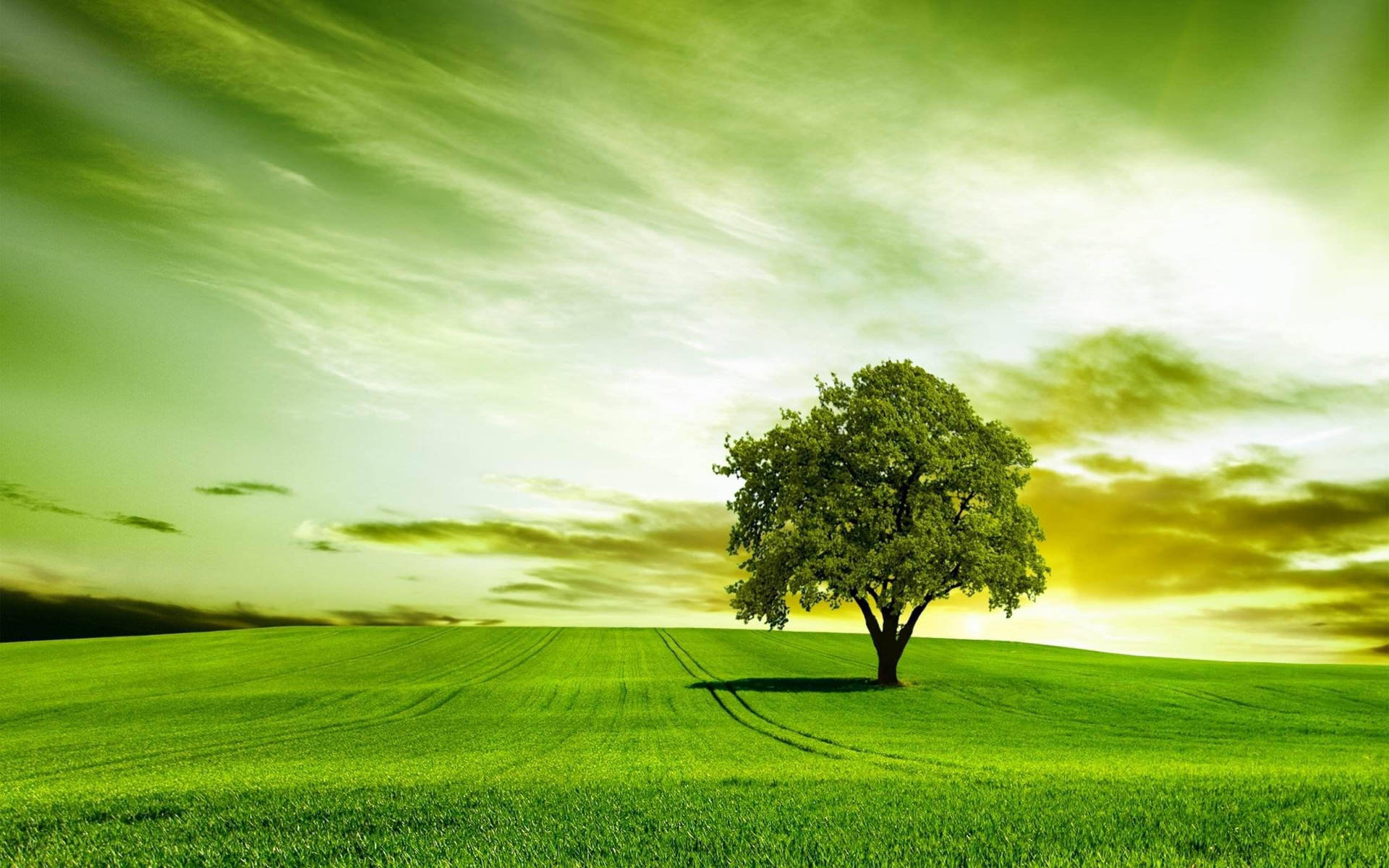 Single Tree Wallpapers