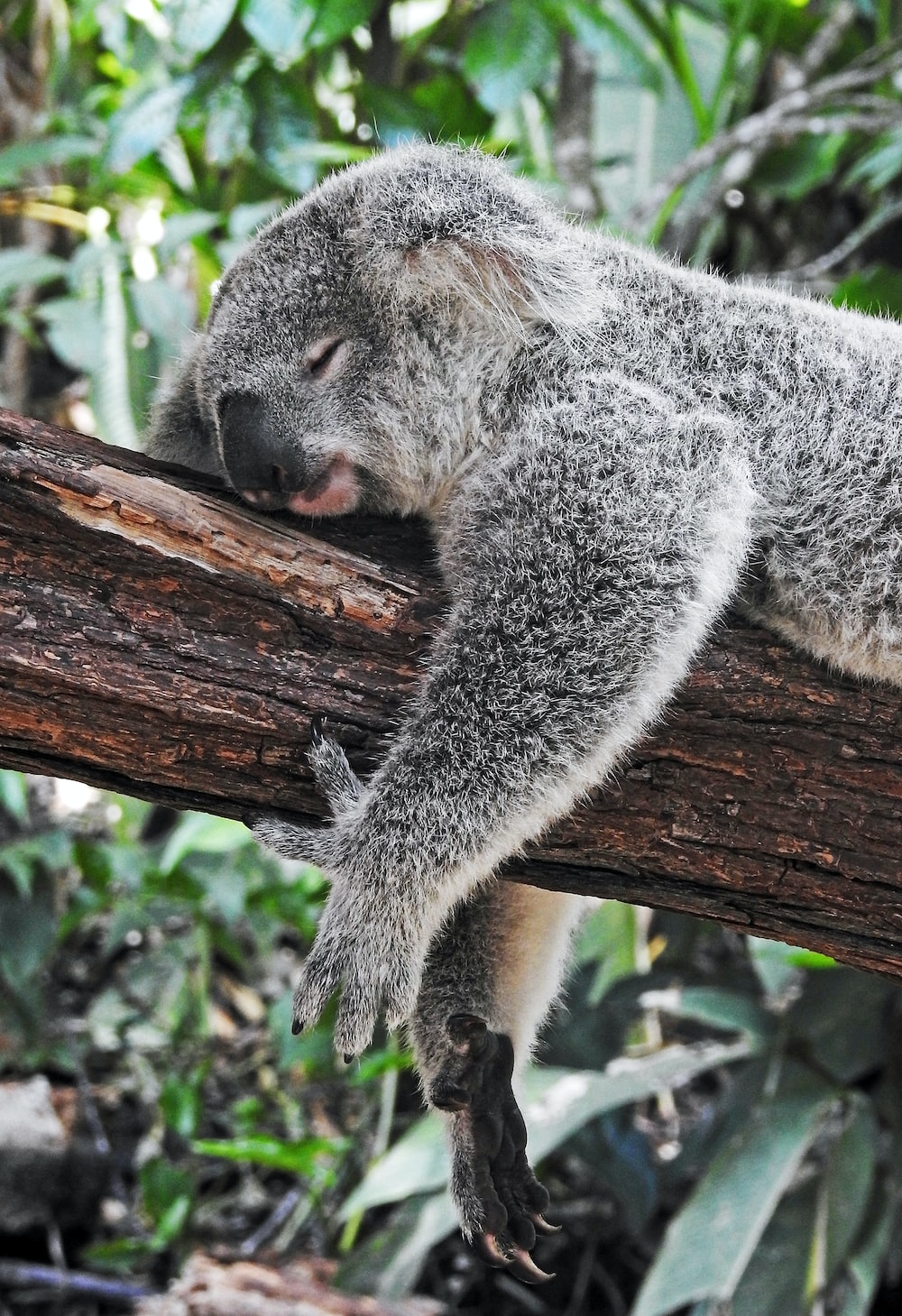 Sleeping Animals Images Wallpapers