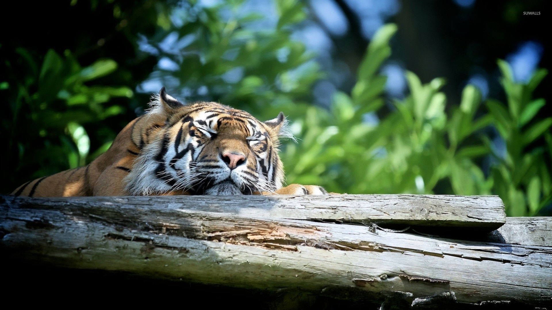 Sleeping Animals Images Wallpapers