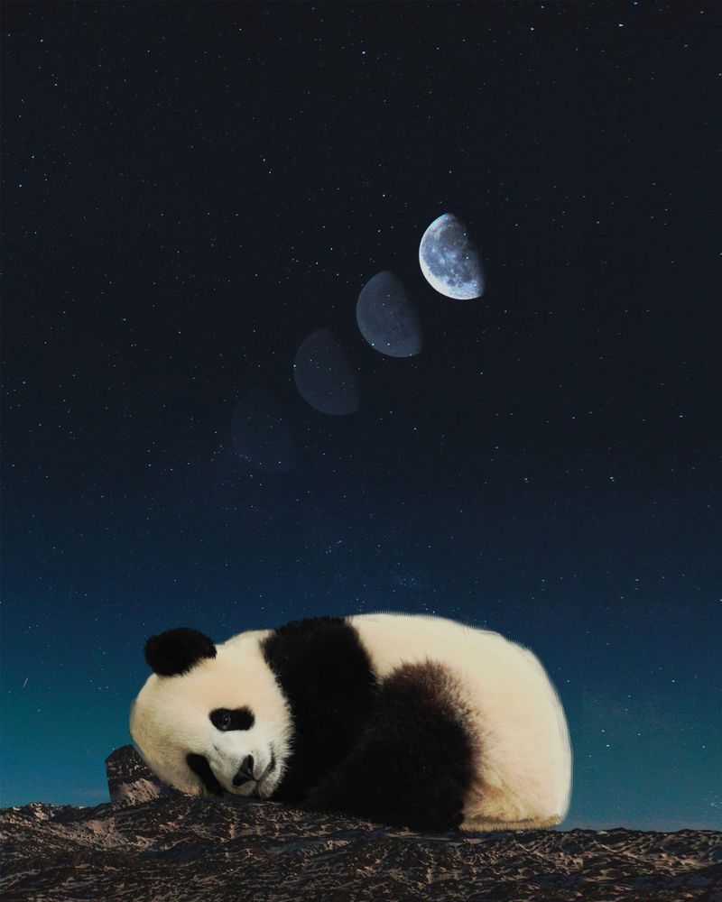 Sleepy Panda Wallpapers