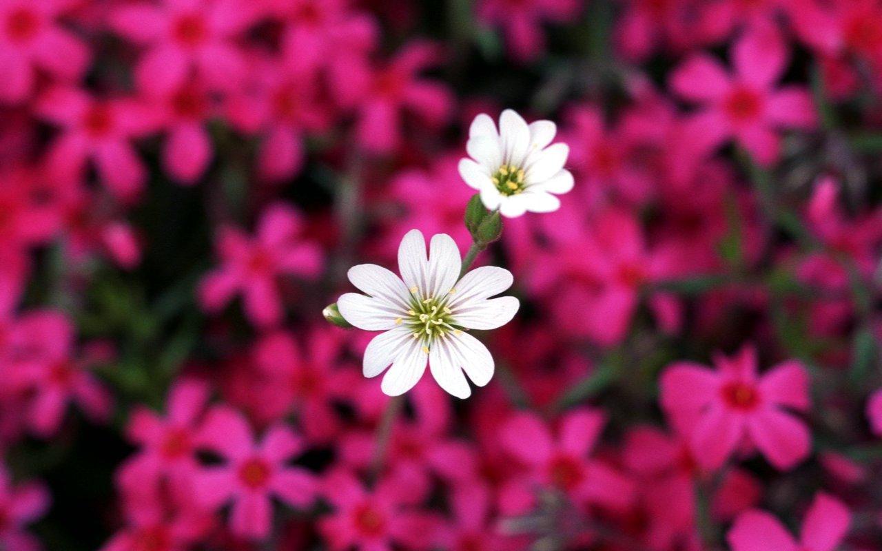 Small Flower Wallpapers