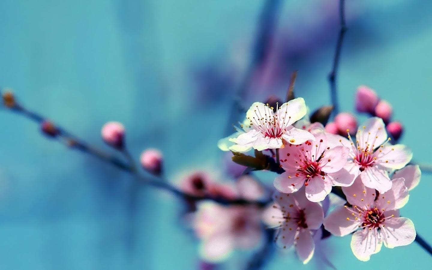 Small Flower Wallpapers