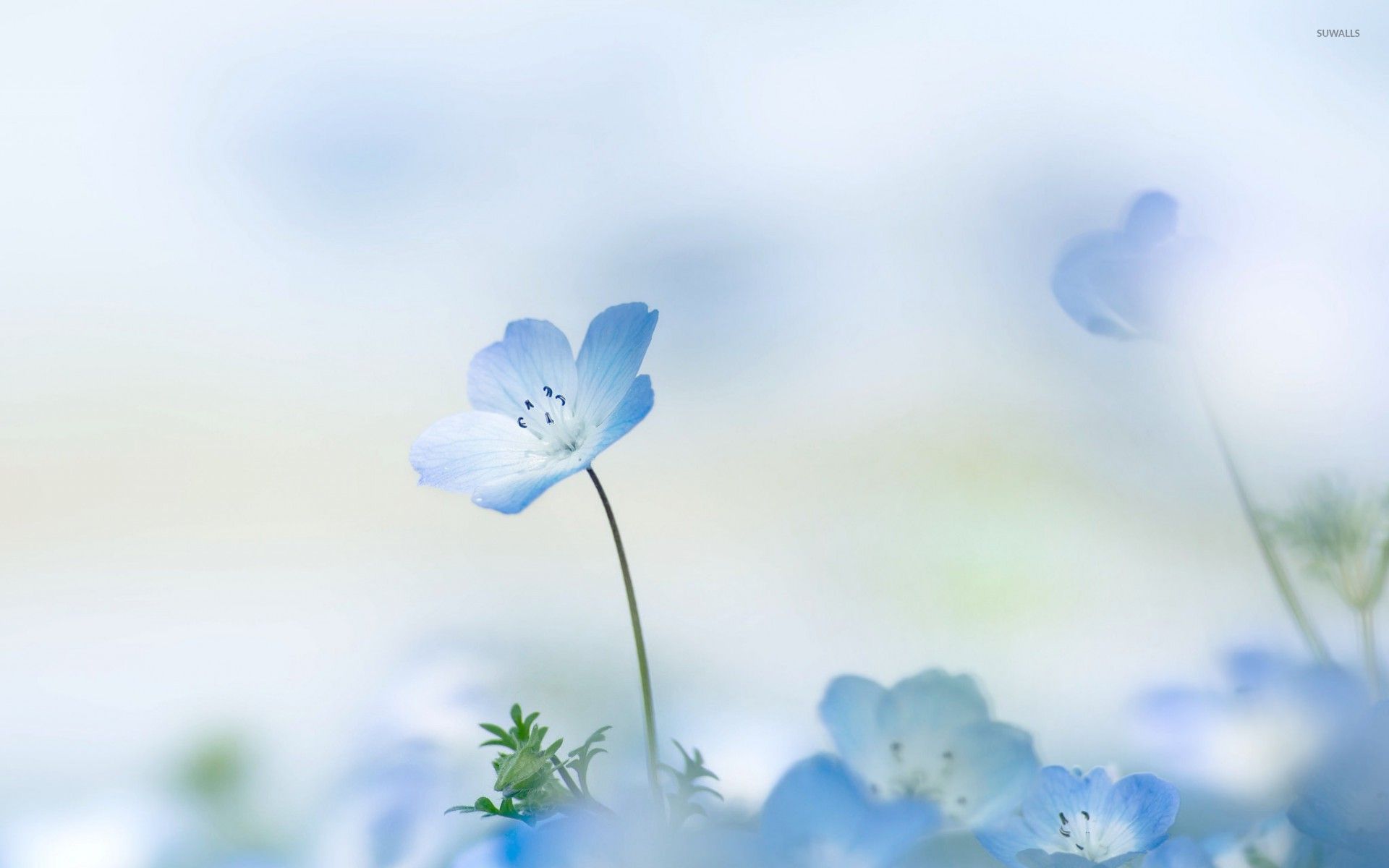 Small Flower Wallpapers