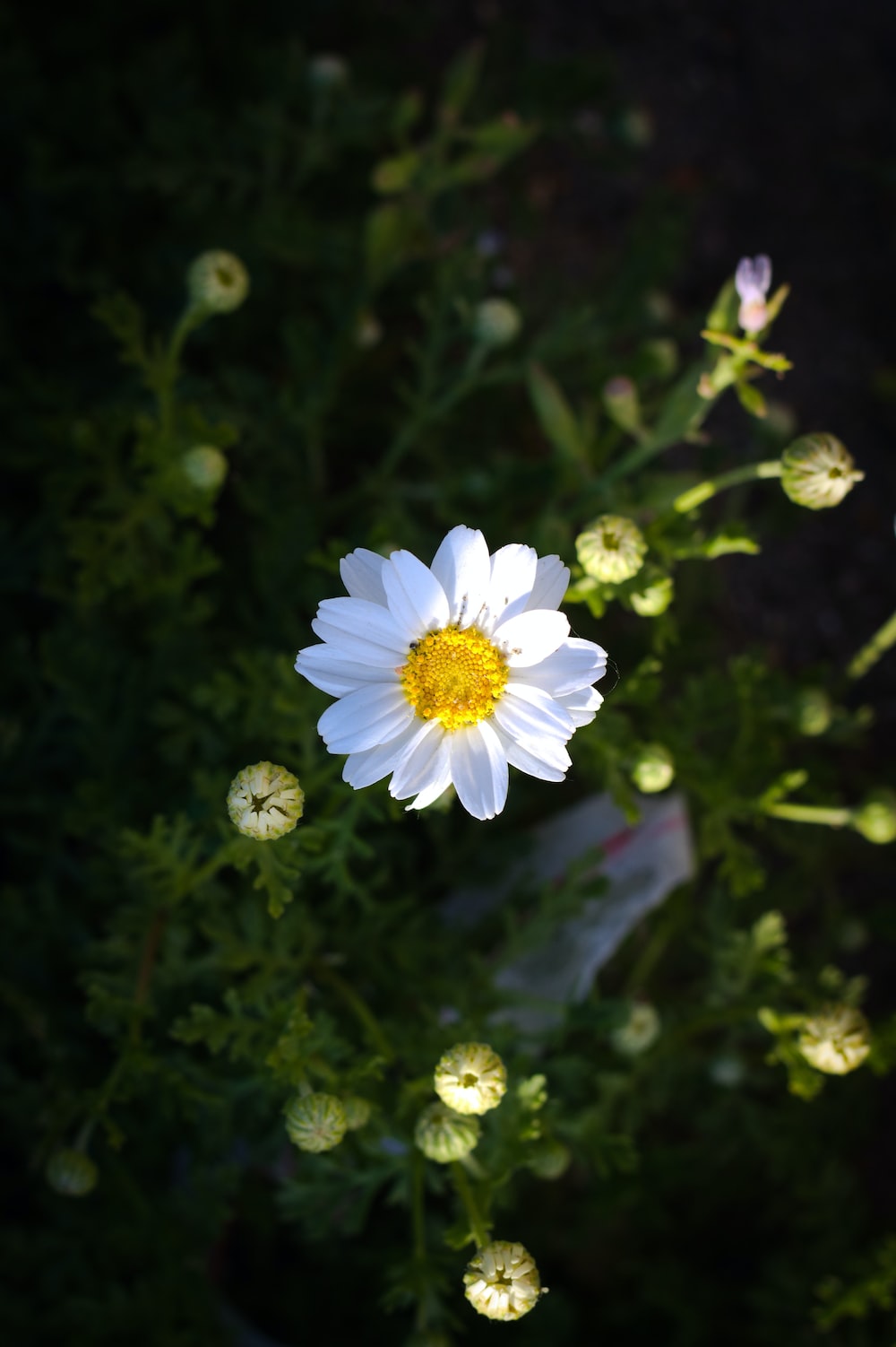 Small Flower Wallpapers