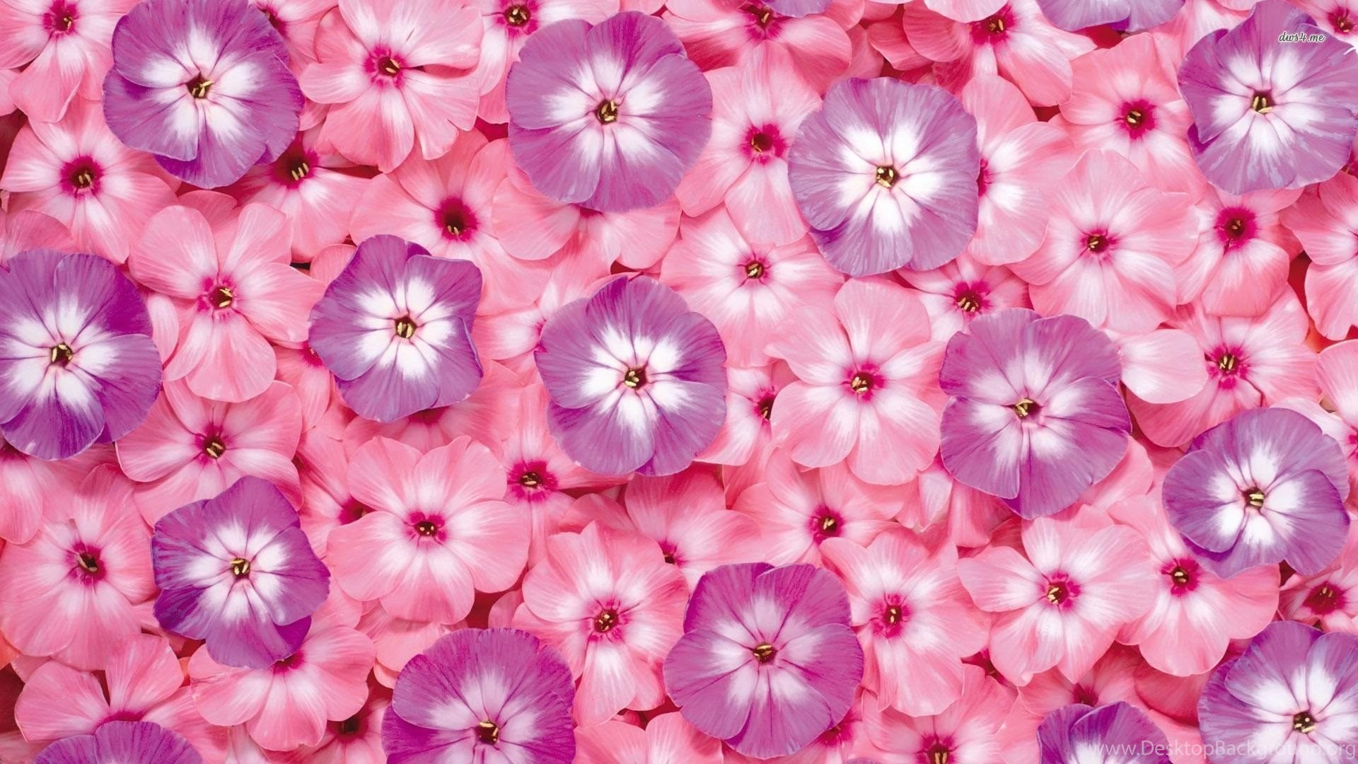 Small Flower Wallpapers