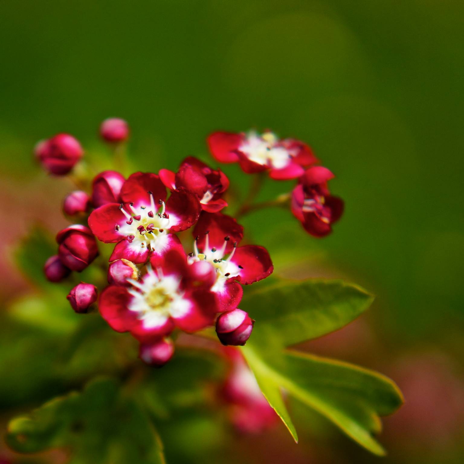 Small Flower Wallpapers