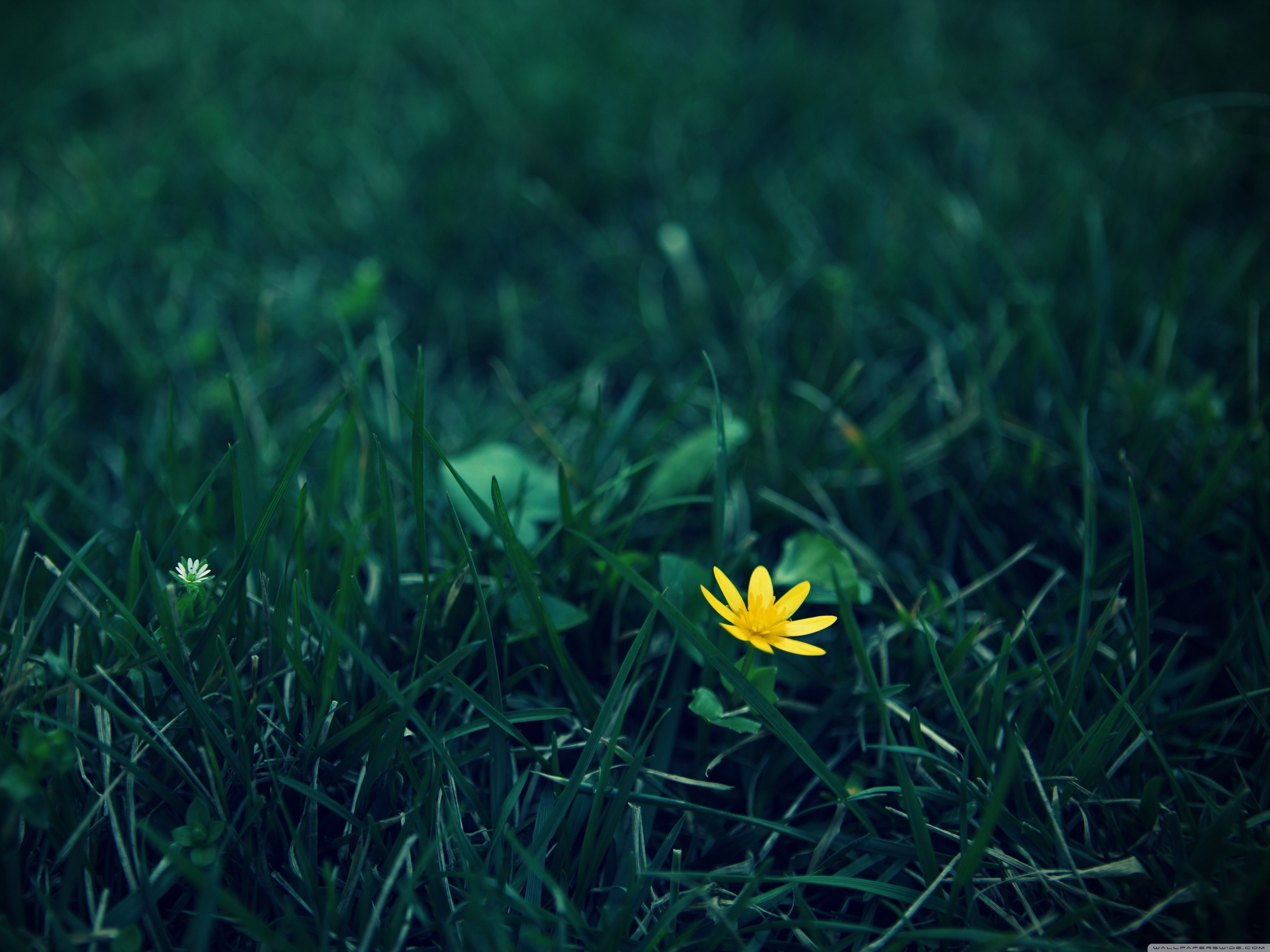 Small Flower Wallpapers