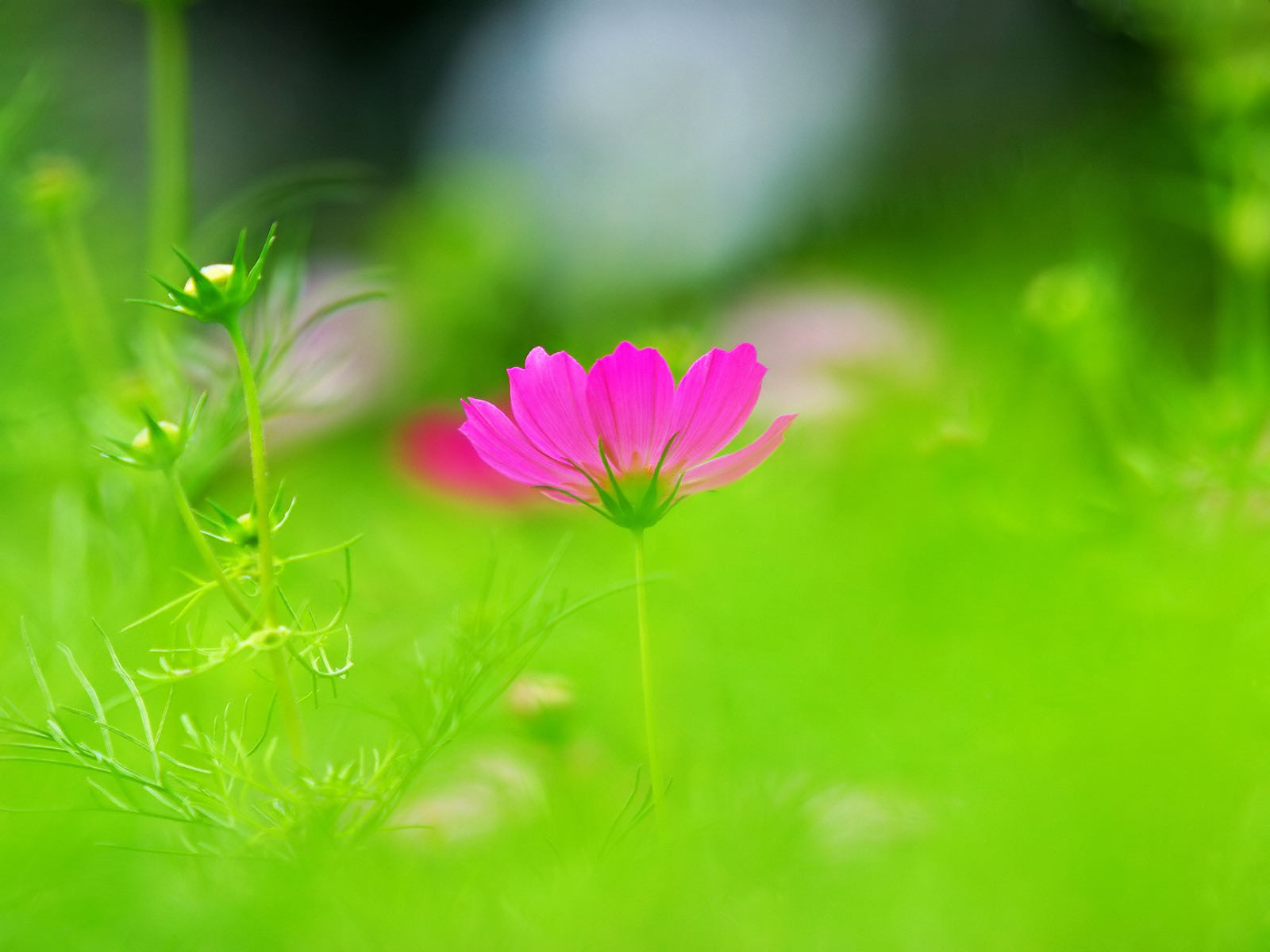 Small Flower Wallpapers