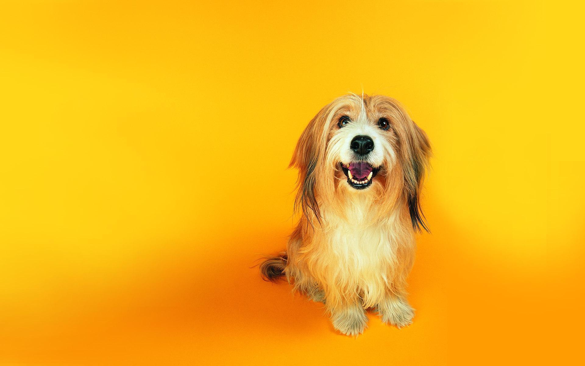 Smile Dog Wallpapers