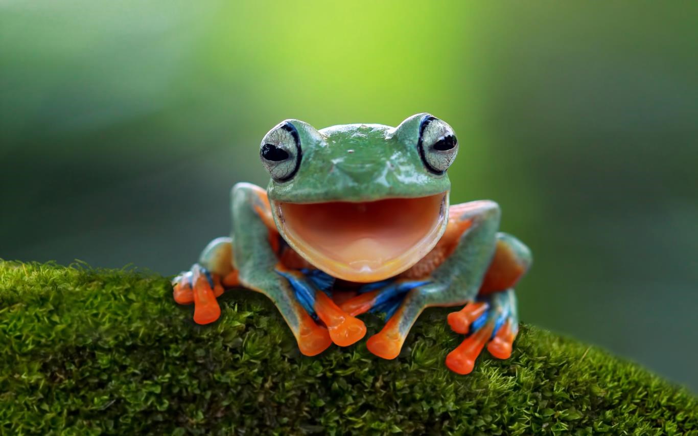 Smiling Animal Pictures Wallpapers