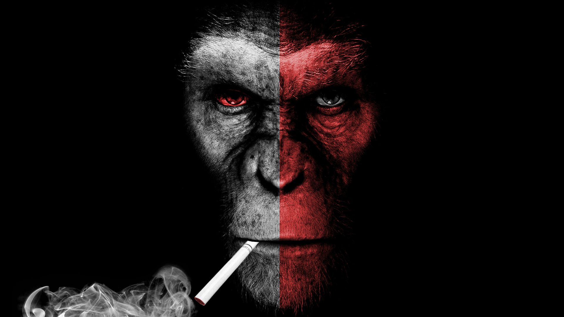 Smoking Monkey Wallpapers