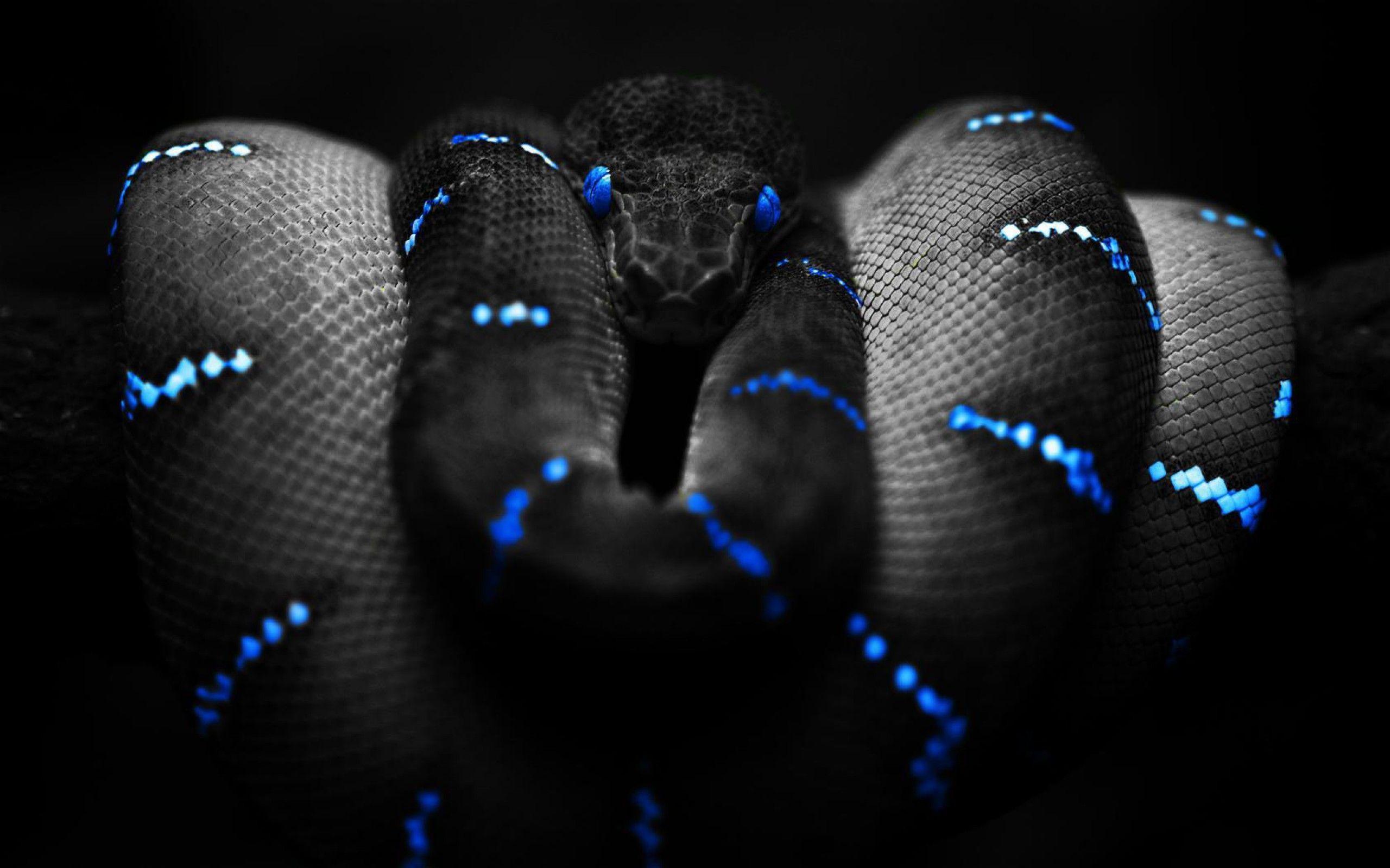 Snake Desktop Wallpapers