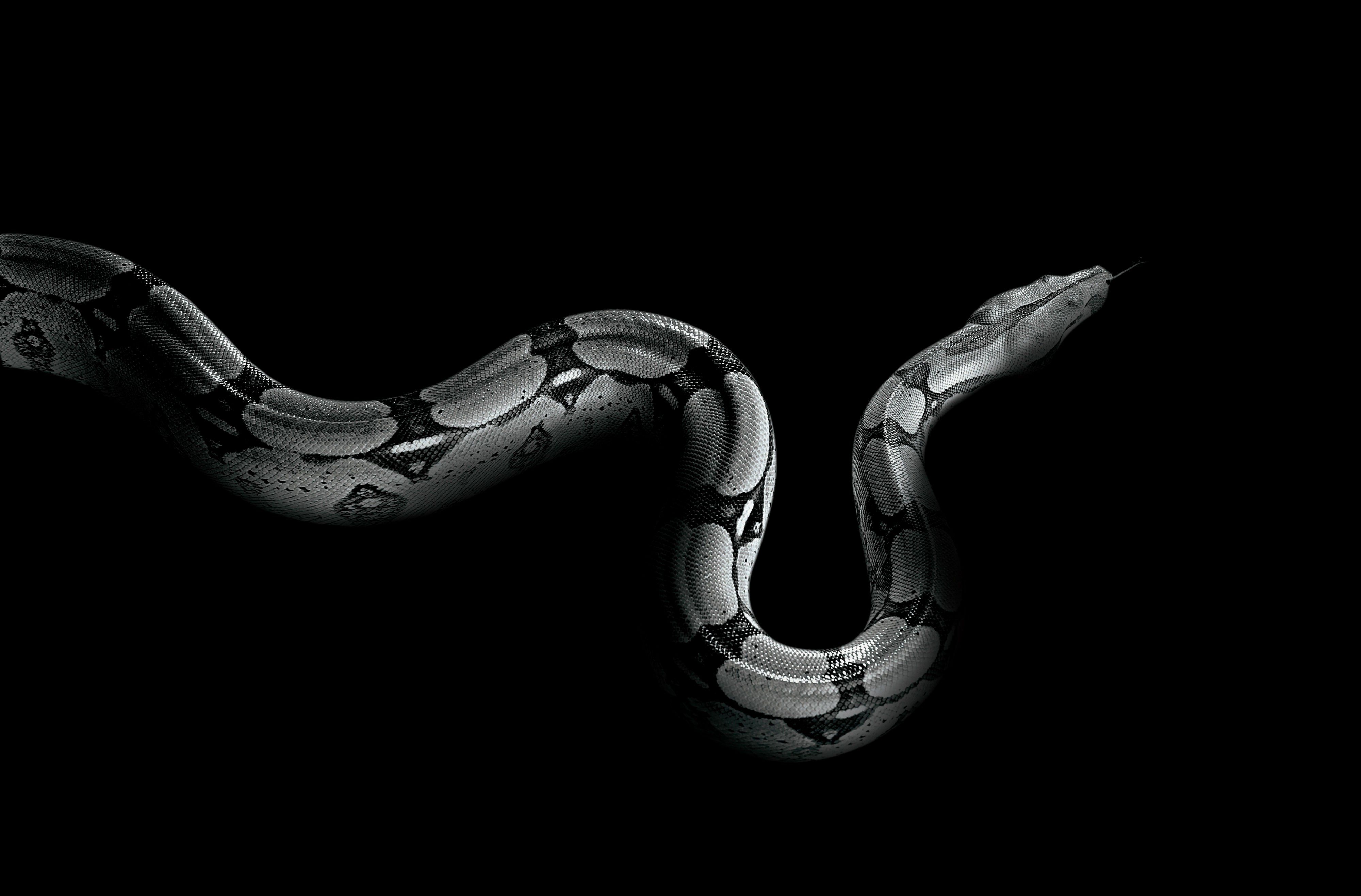 Snake Desktop Wallpapers