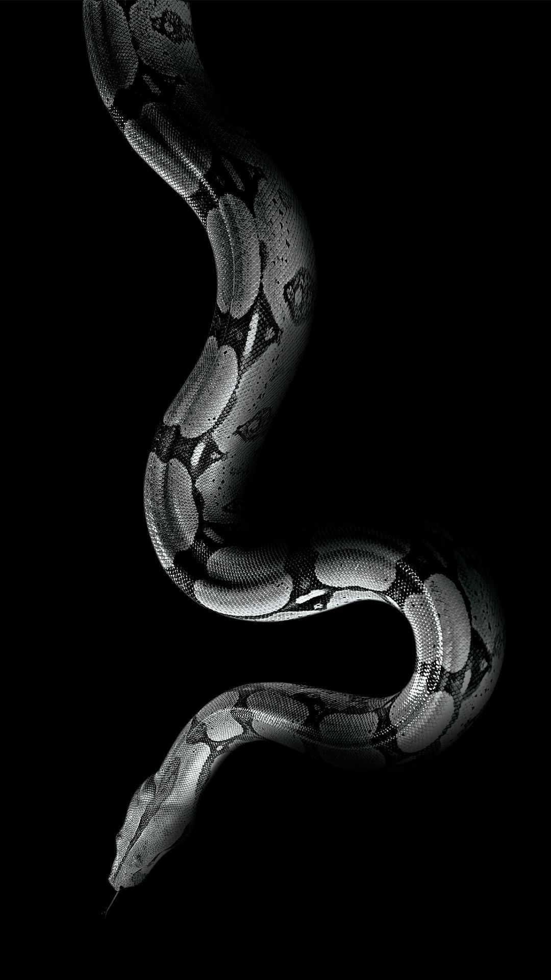 Snake Desktop Wallpapers