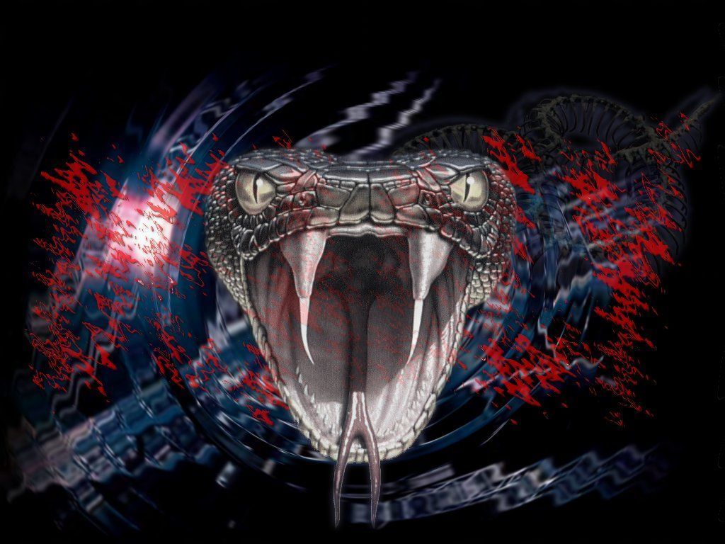 Snake Head Images Wallpapers