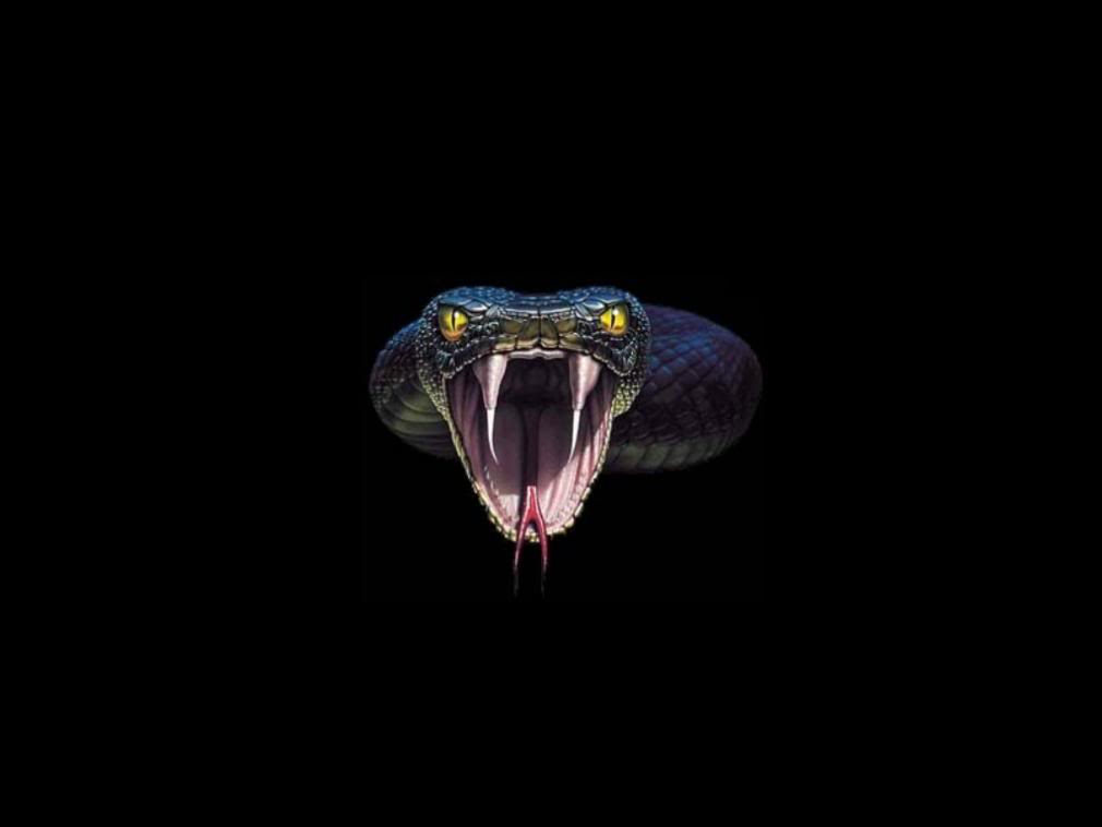 Snake Head Images Wallpapers