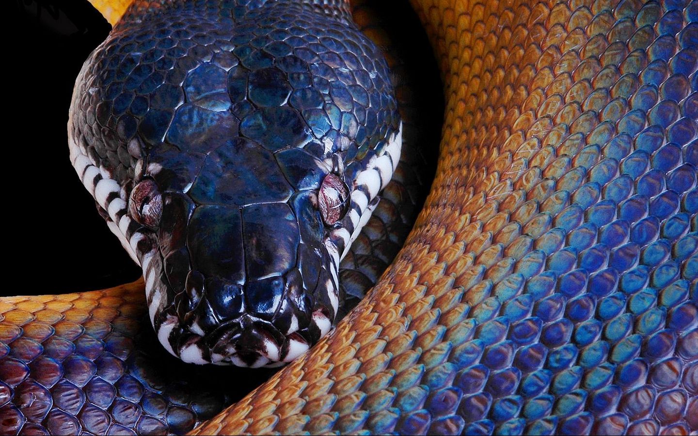 Snake Head Images Wallpapers