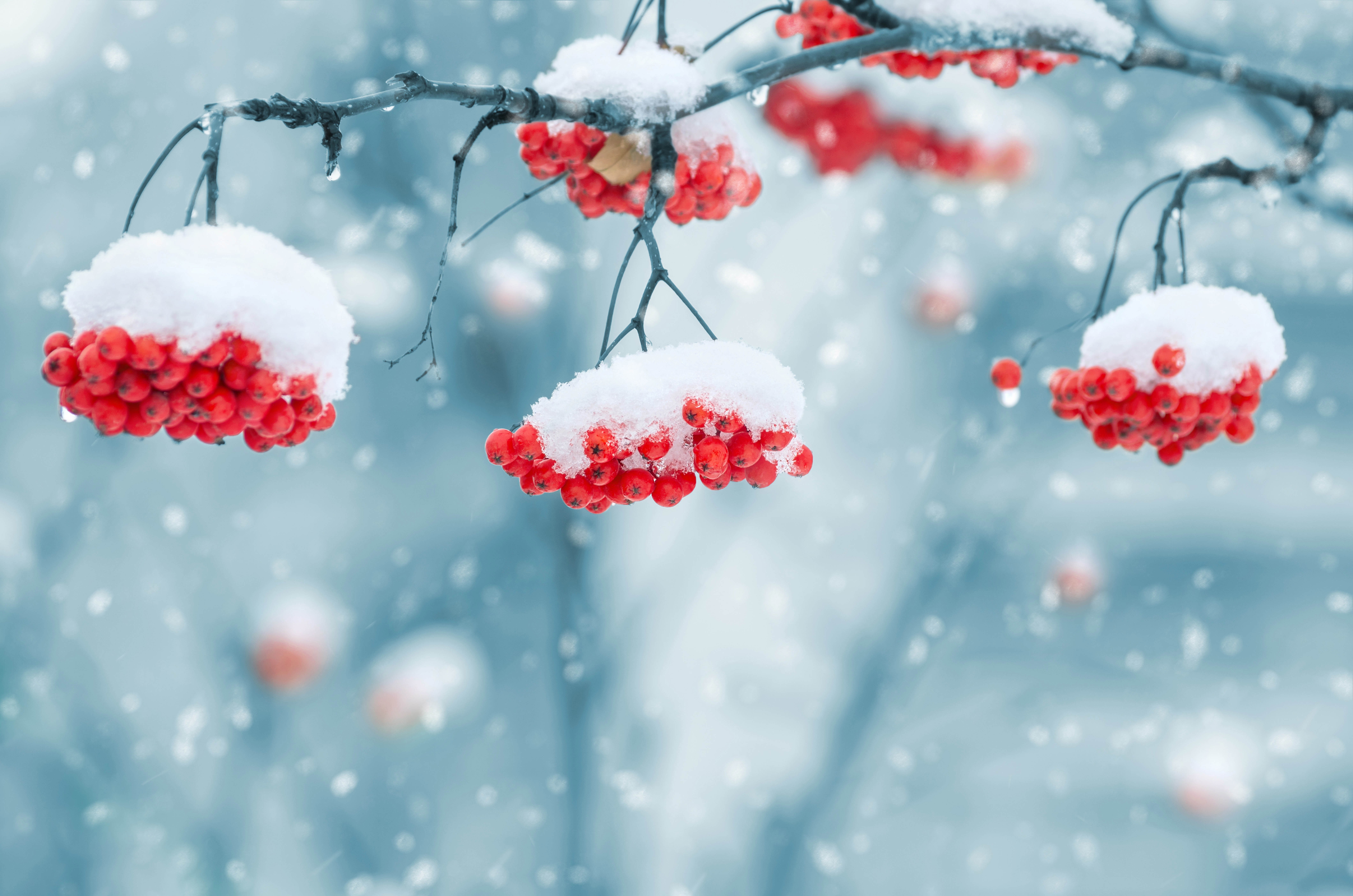 Snow 1920X1080 Wallpapers