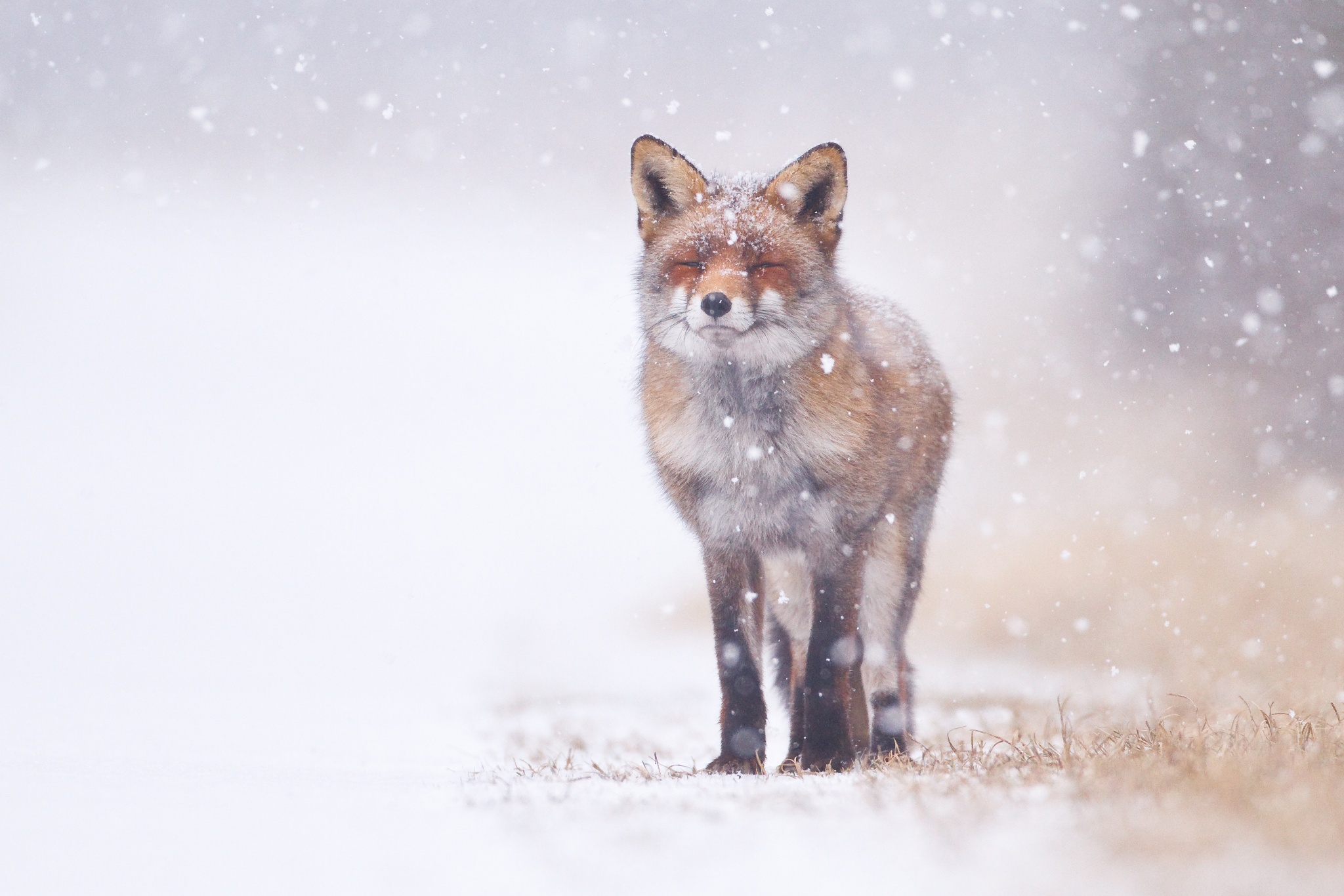 Snow Fox Wallpapers