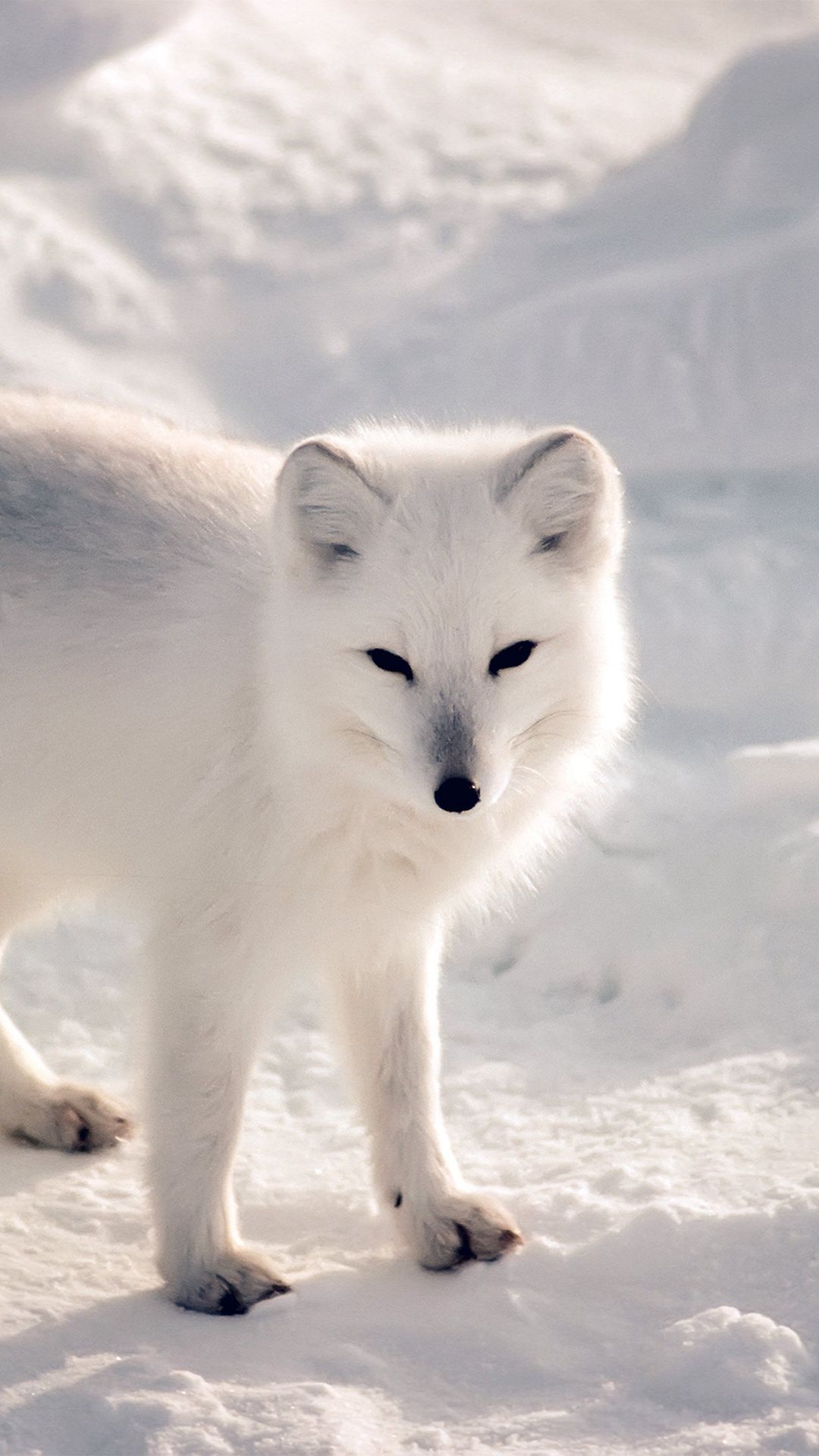 Snow Fox Wallpapers