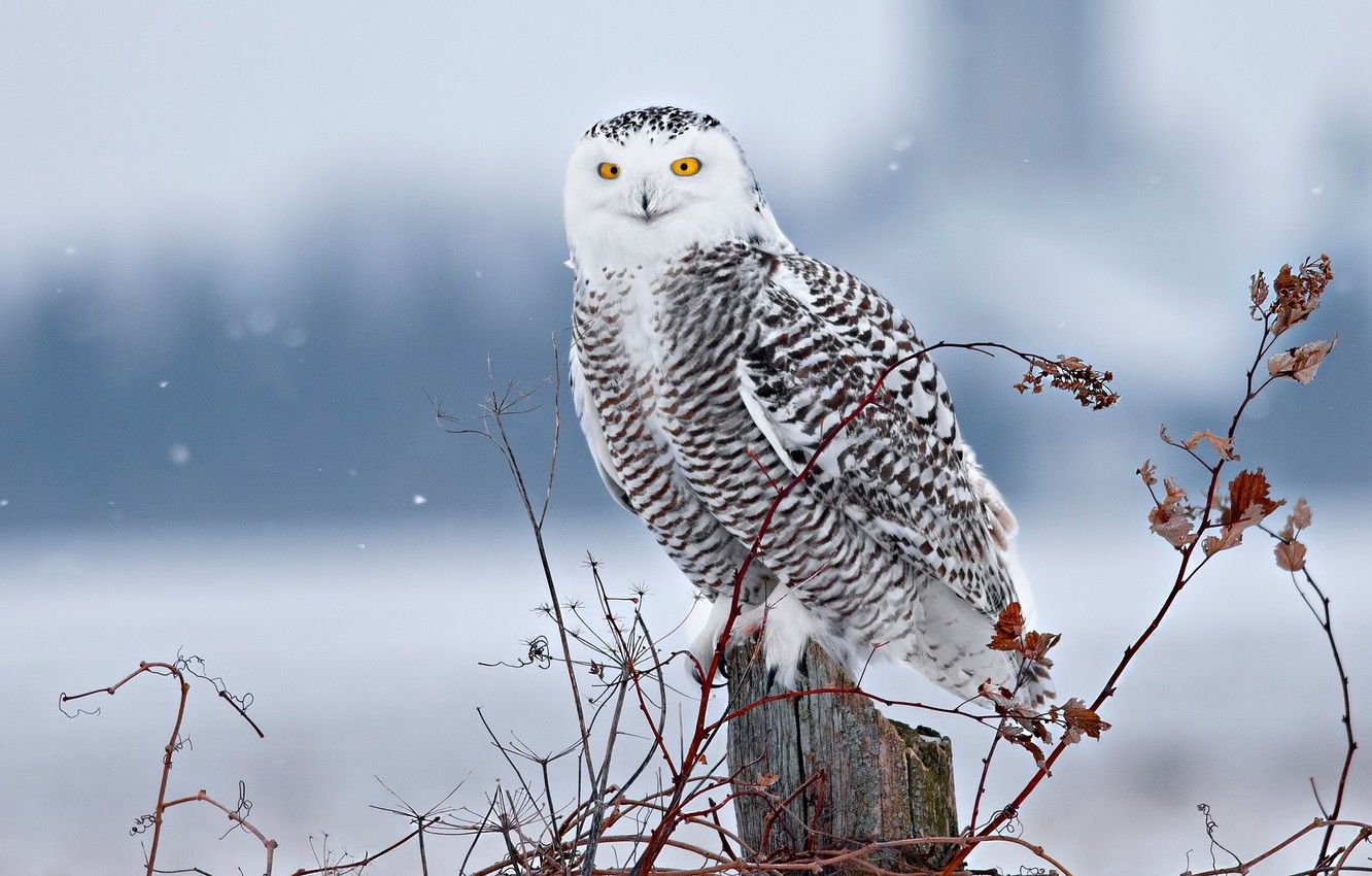 Snow Owl Wallpapers