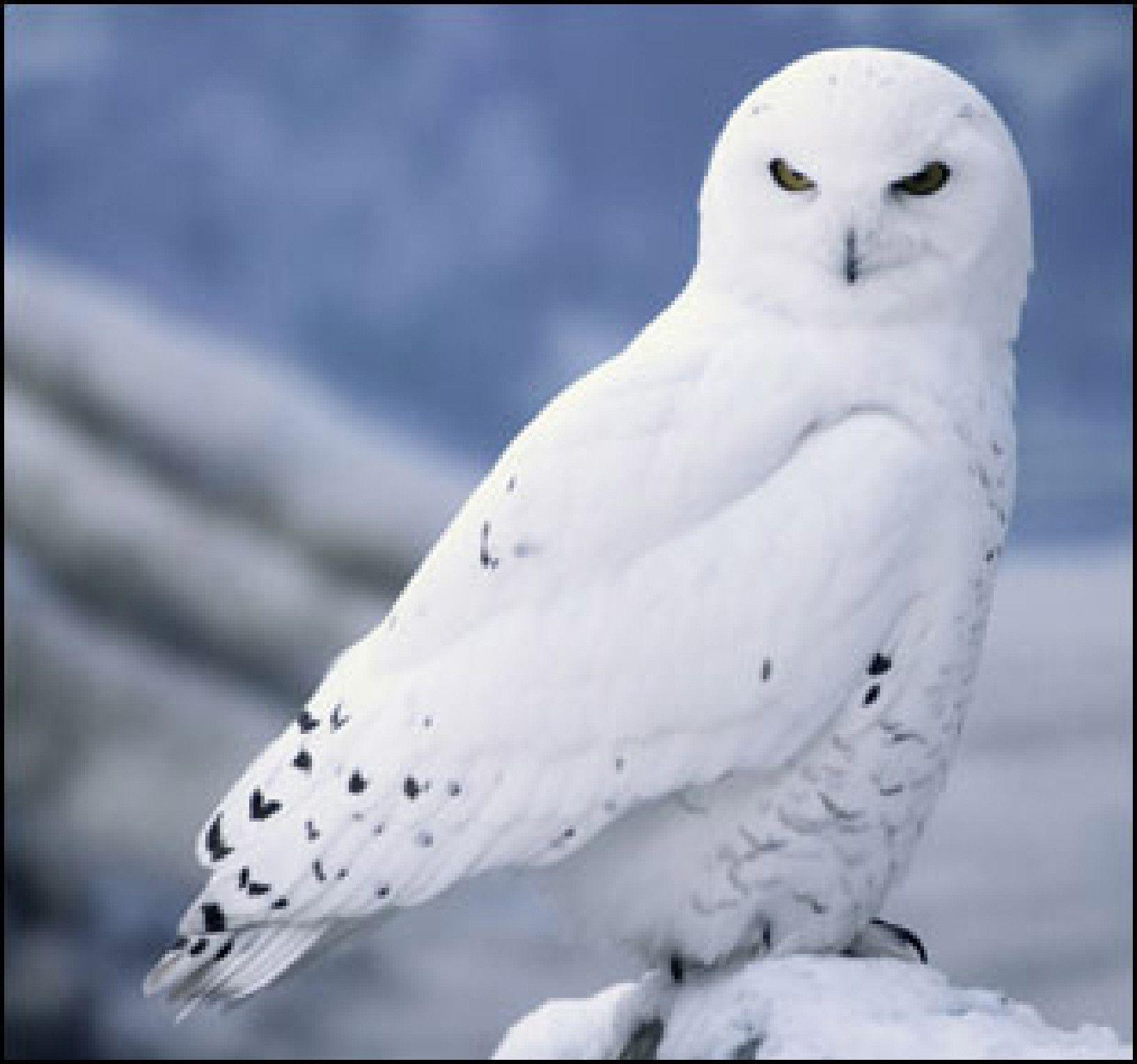 Snow Owl Wallpapers