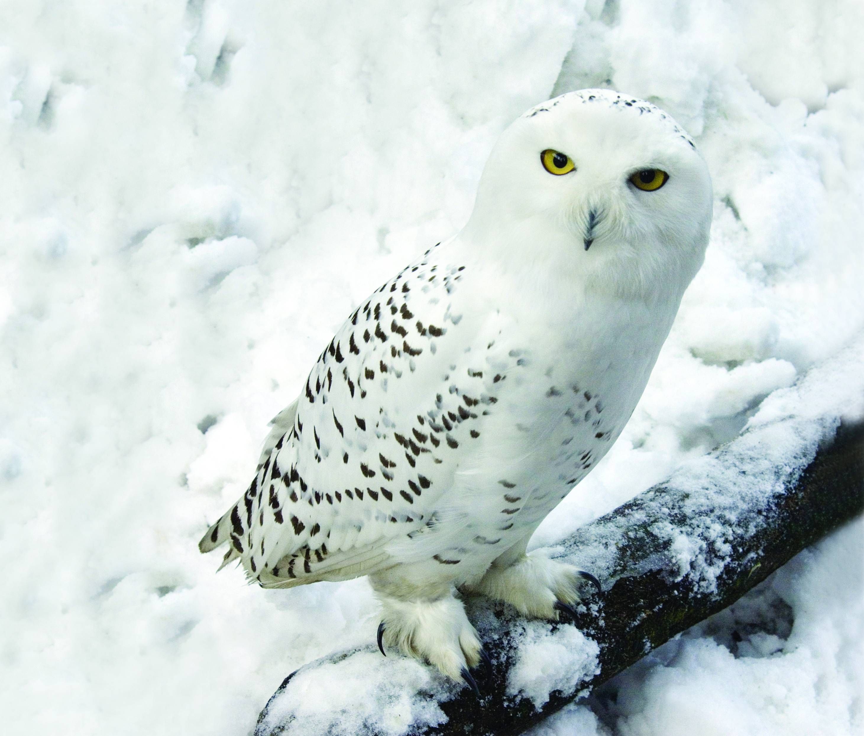 Snow Owl Wallpapers