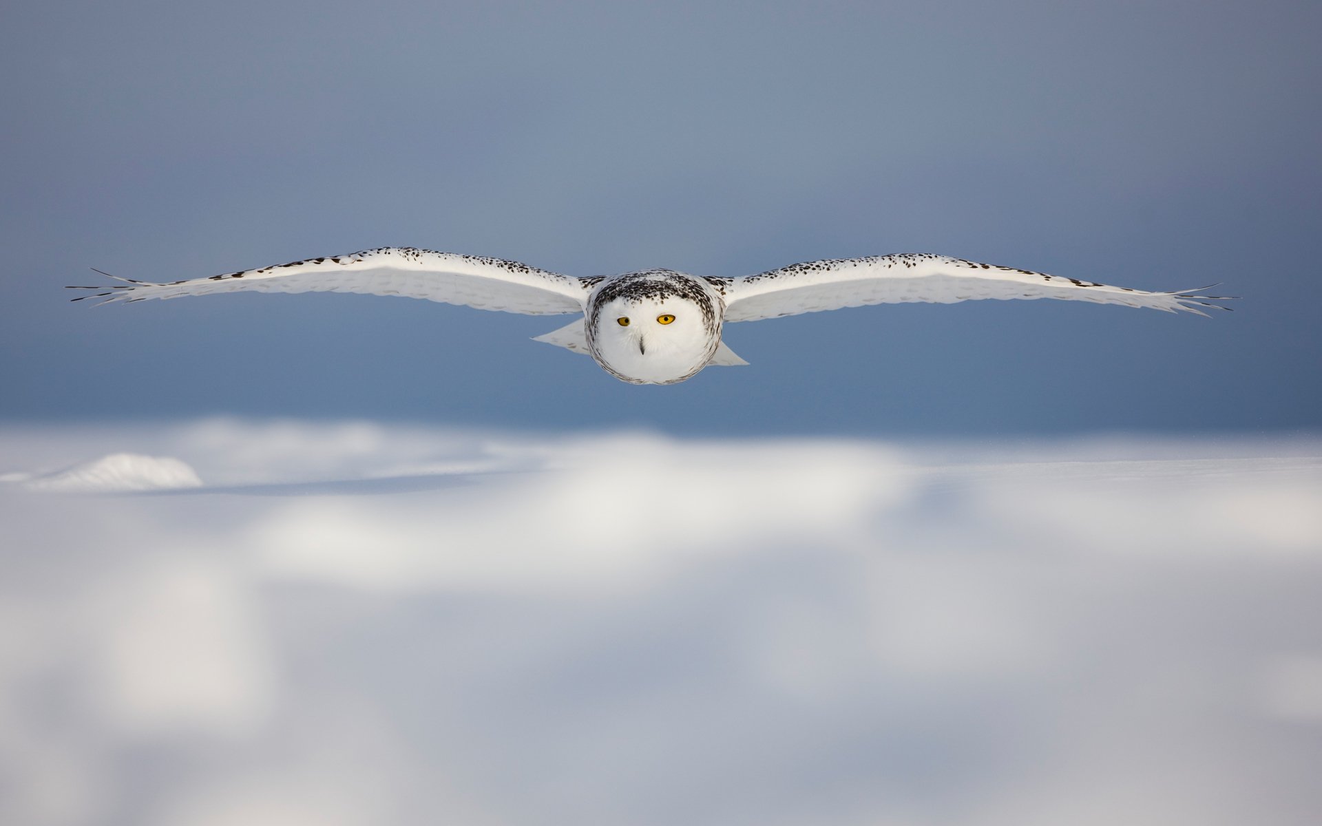 Snow Owl Wallpapers