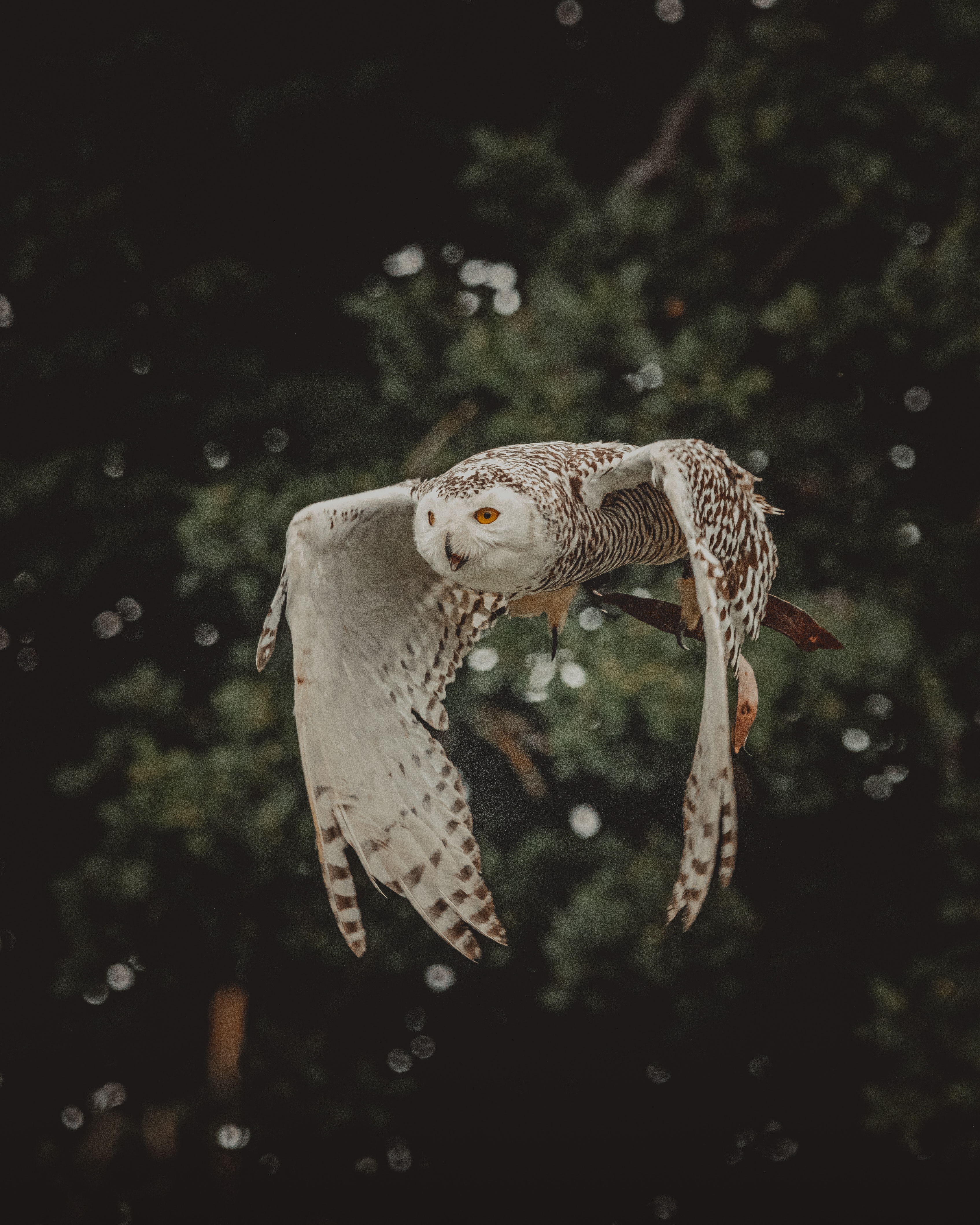 Snow Owl Wallpapers