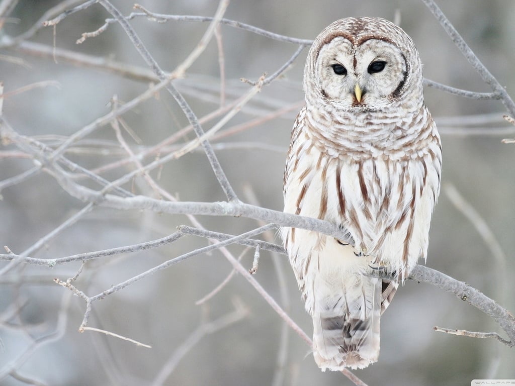 Snow Owl Wallpapers