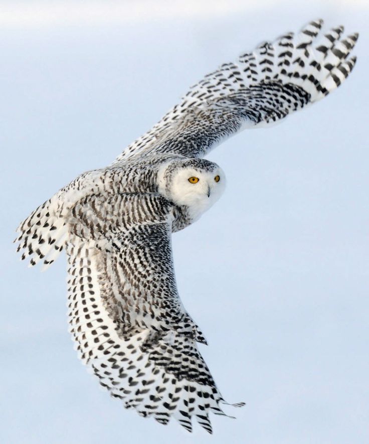 Snow Owl Wallpapers