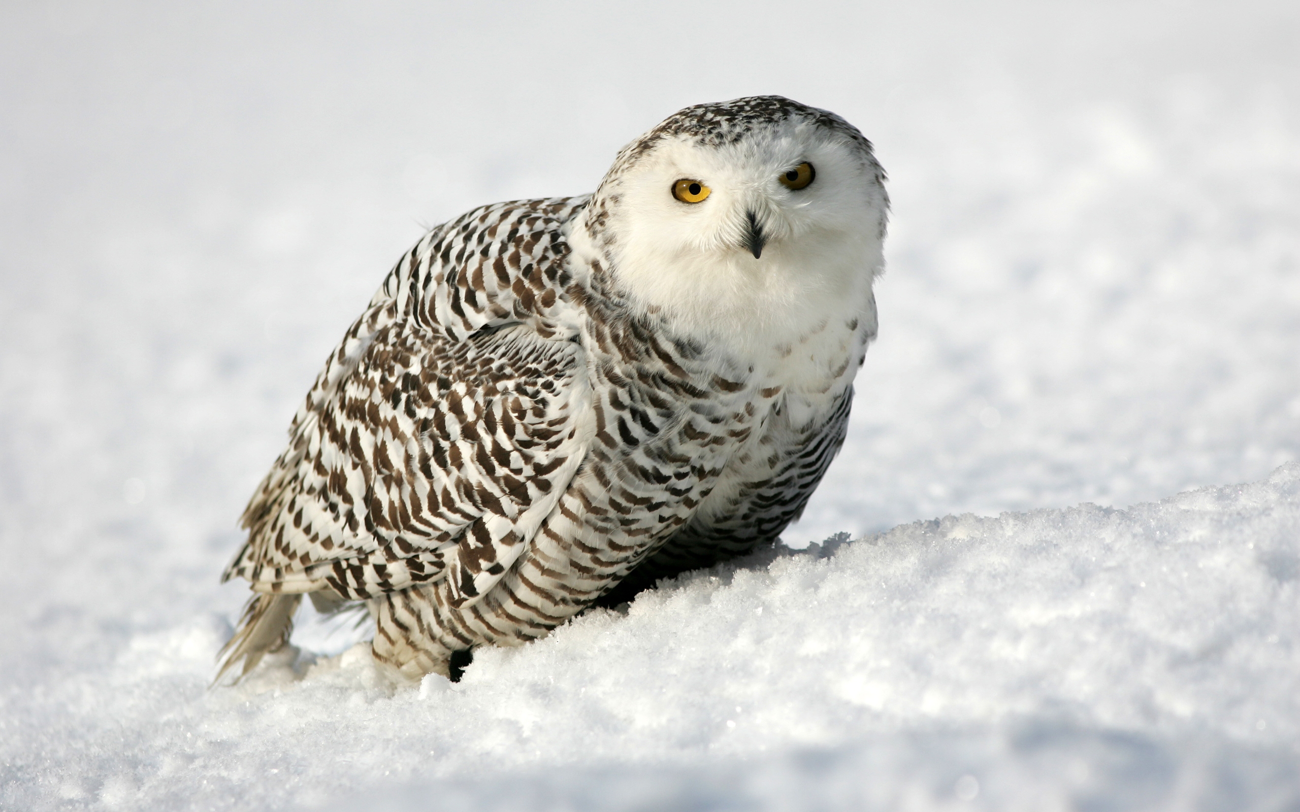 Snow Owl Wallpapers