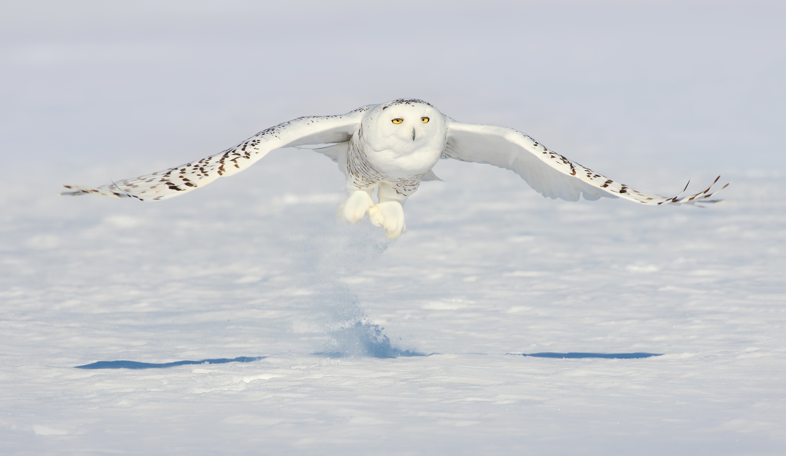 Snow Owl Wallpapers