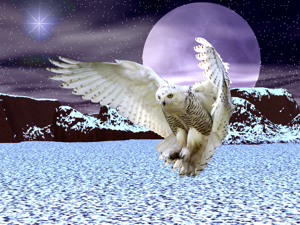 Snow Owl Wallpapers