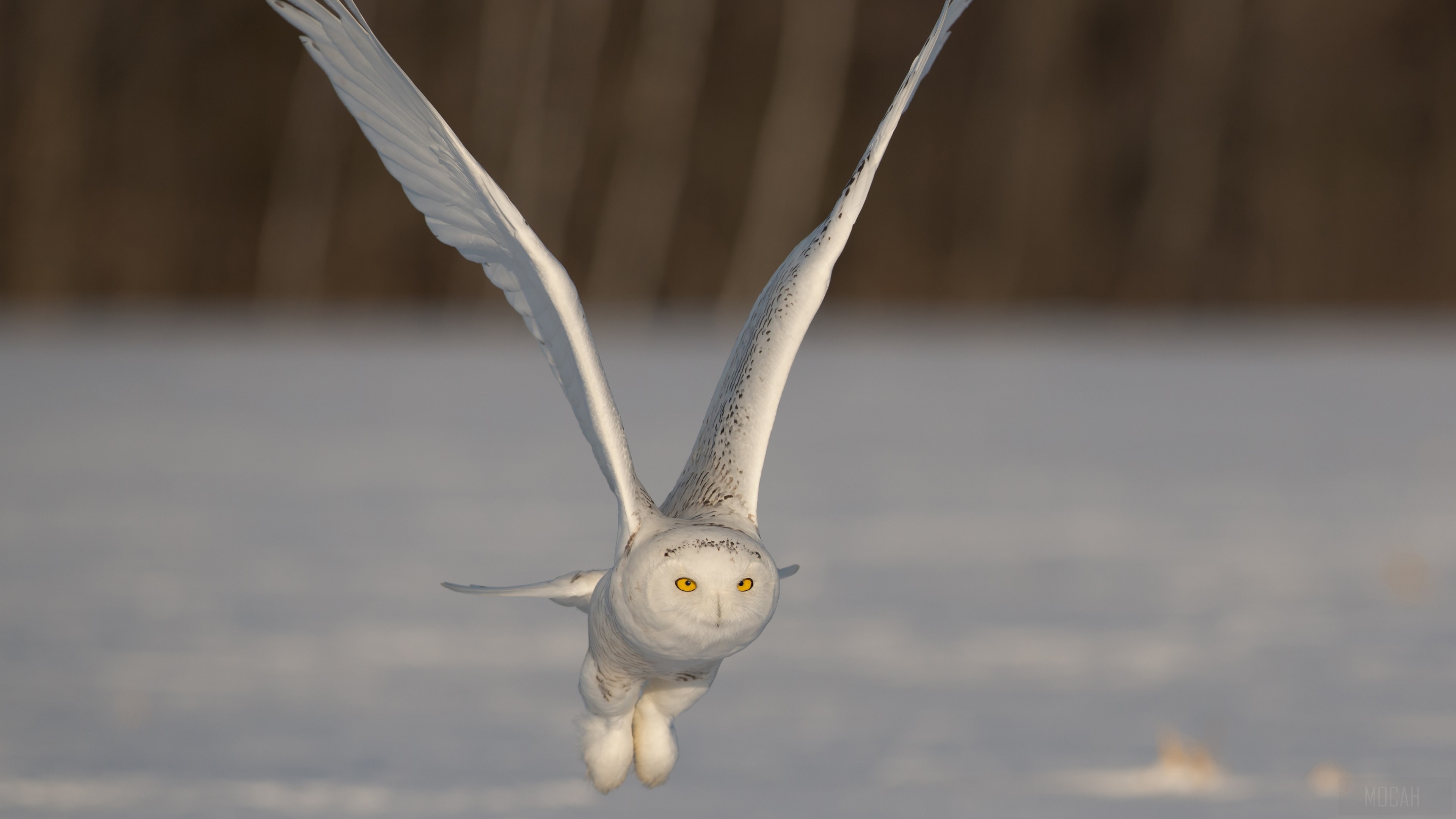 Snow Owl Wallpapers