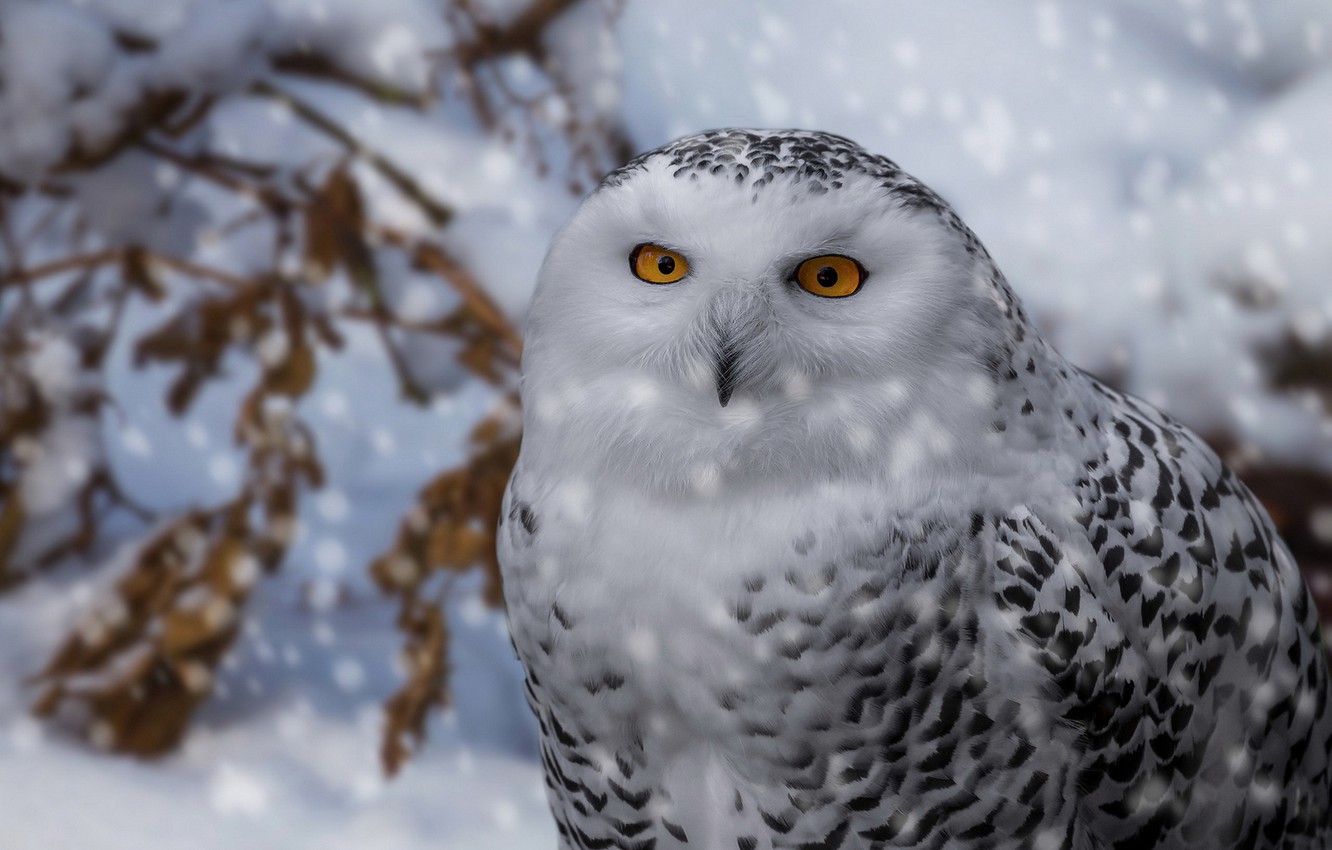 Snow Owl Wallpapers