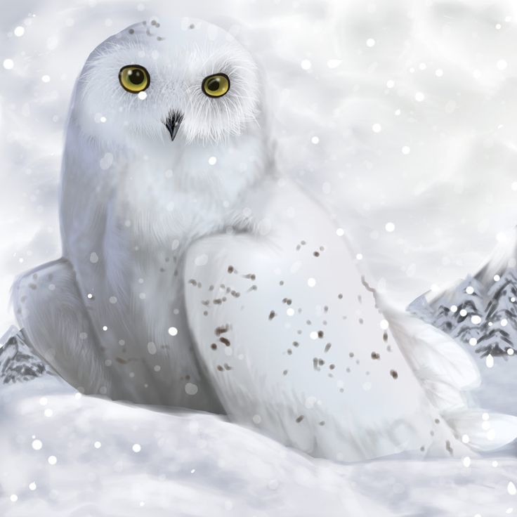 Snow Owl Wallpapers