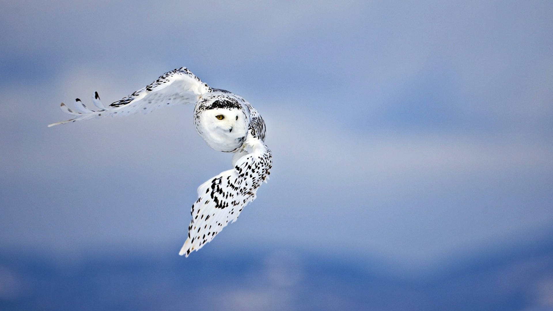 Snow Owl Wallpapers