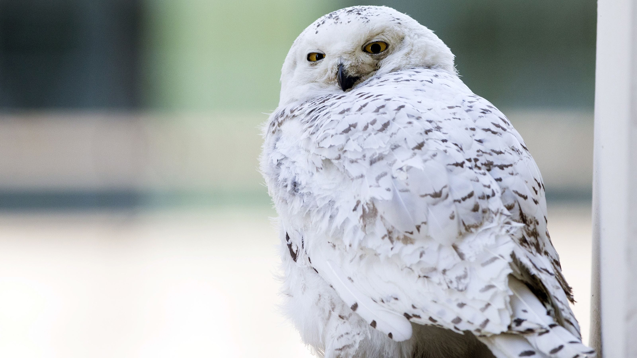 Snow Owl Wallpapers