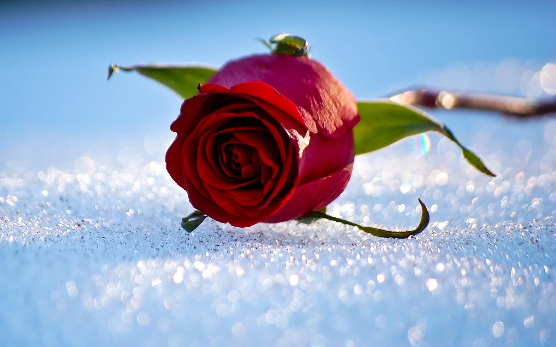 Snow Roses Wallpapers