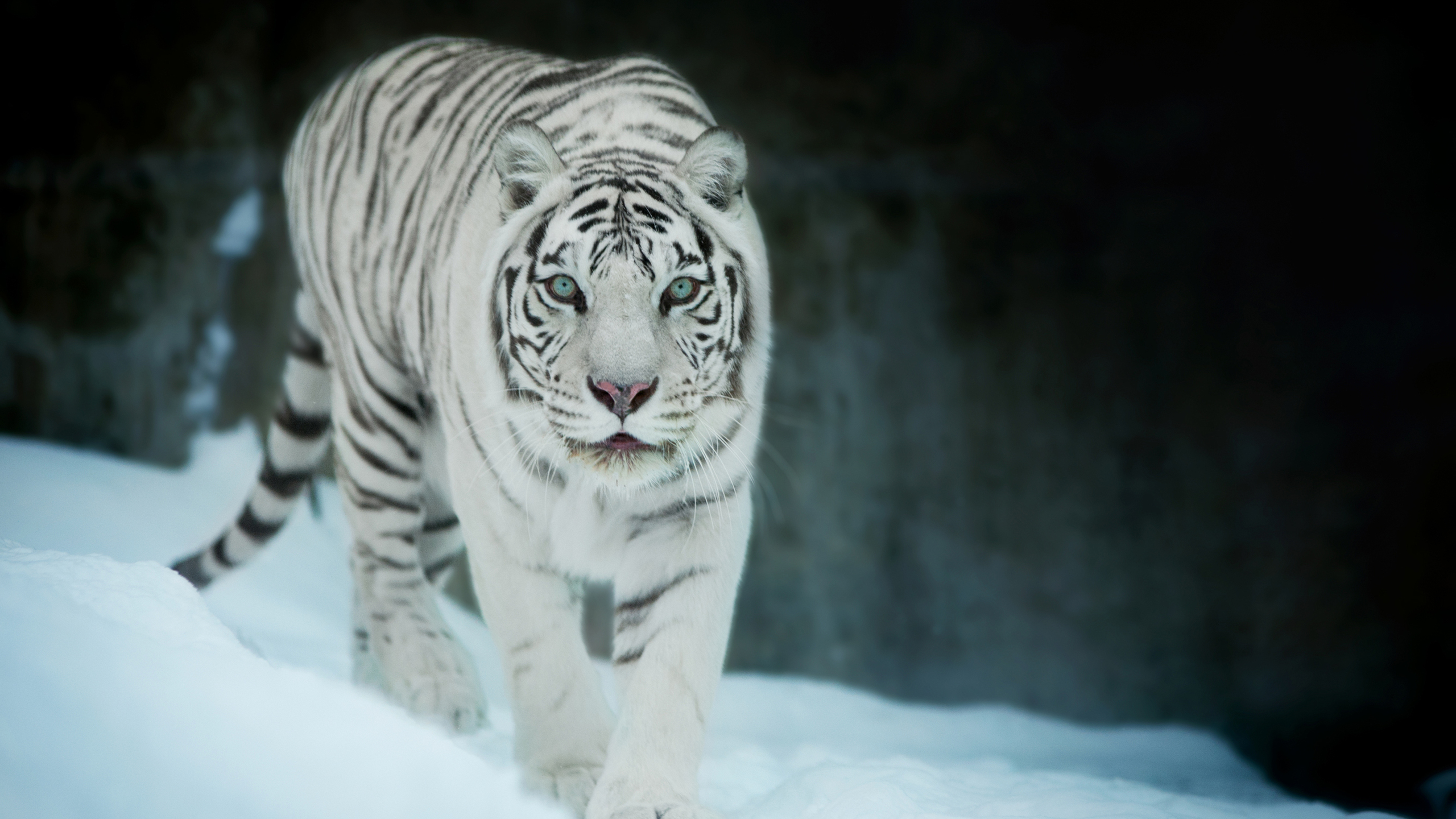 Snow Tiger Wallpapers