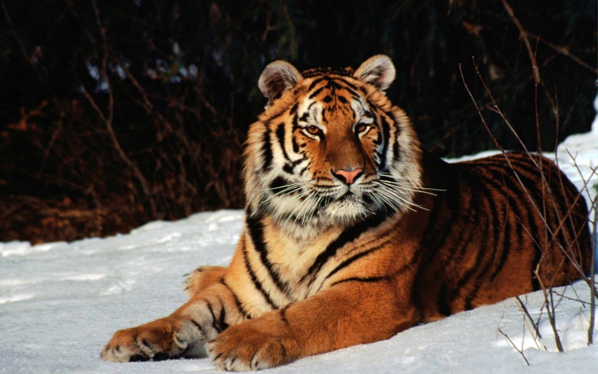 Snow Tiger Wallpapers