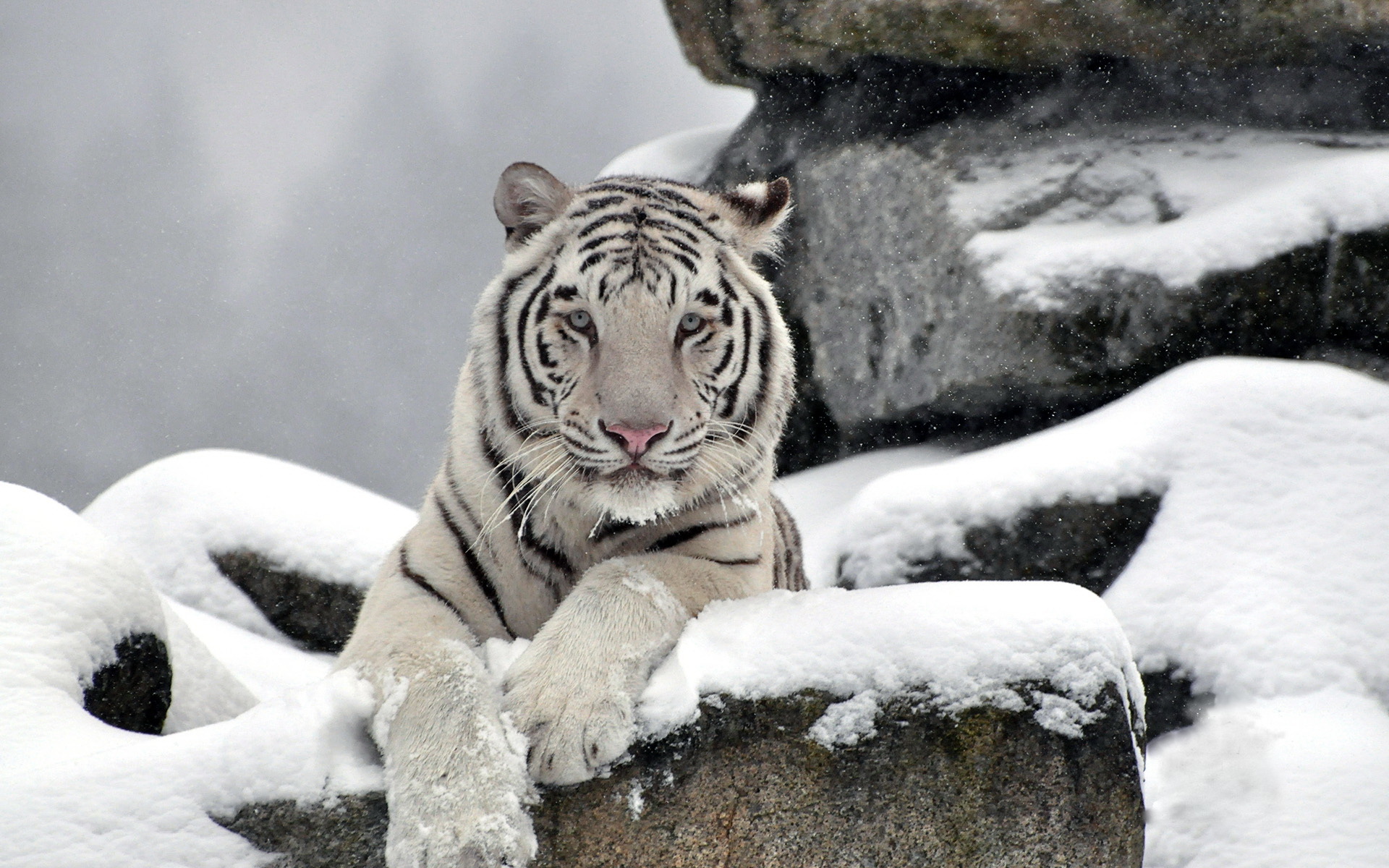 Snow Tiger Wallpapers