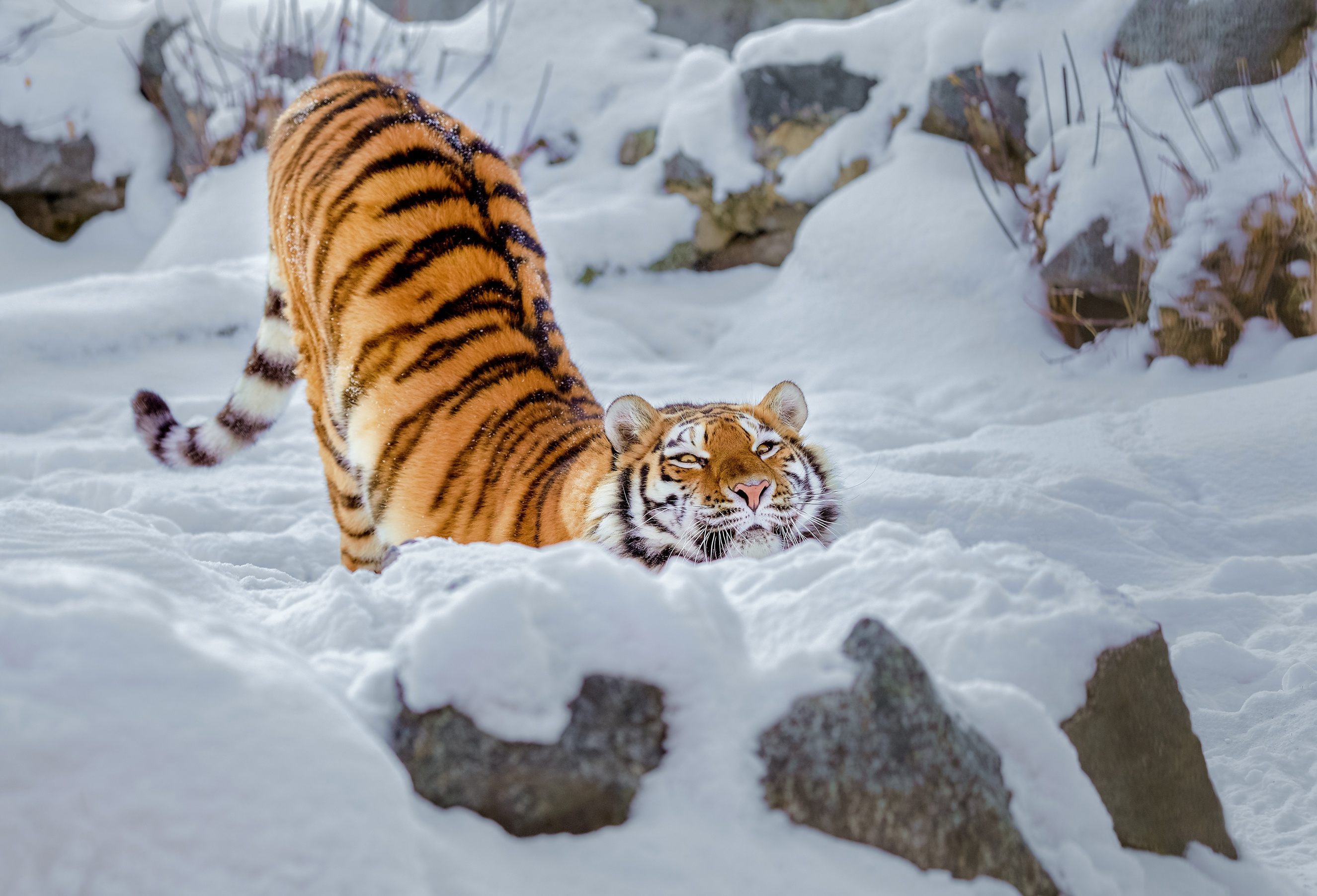 Snow Tiger Wallpapers